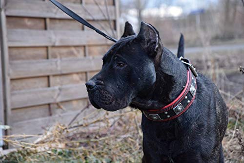 Bestia The Black Eros Collar for Large Dogs - 2.5 Inch Wide Soft Padded Leather Dog Collar for Training & Walking - Durable Comfortable Pet Accessory for German Shepherds, Labs & Big Breeds
