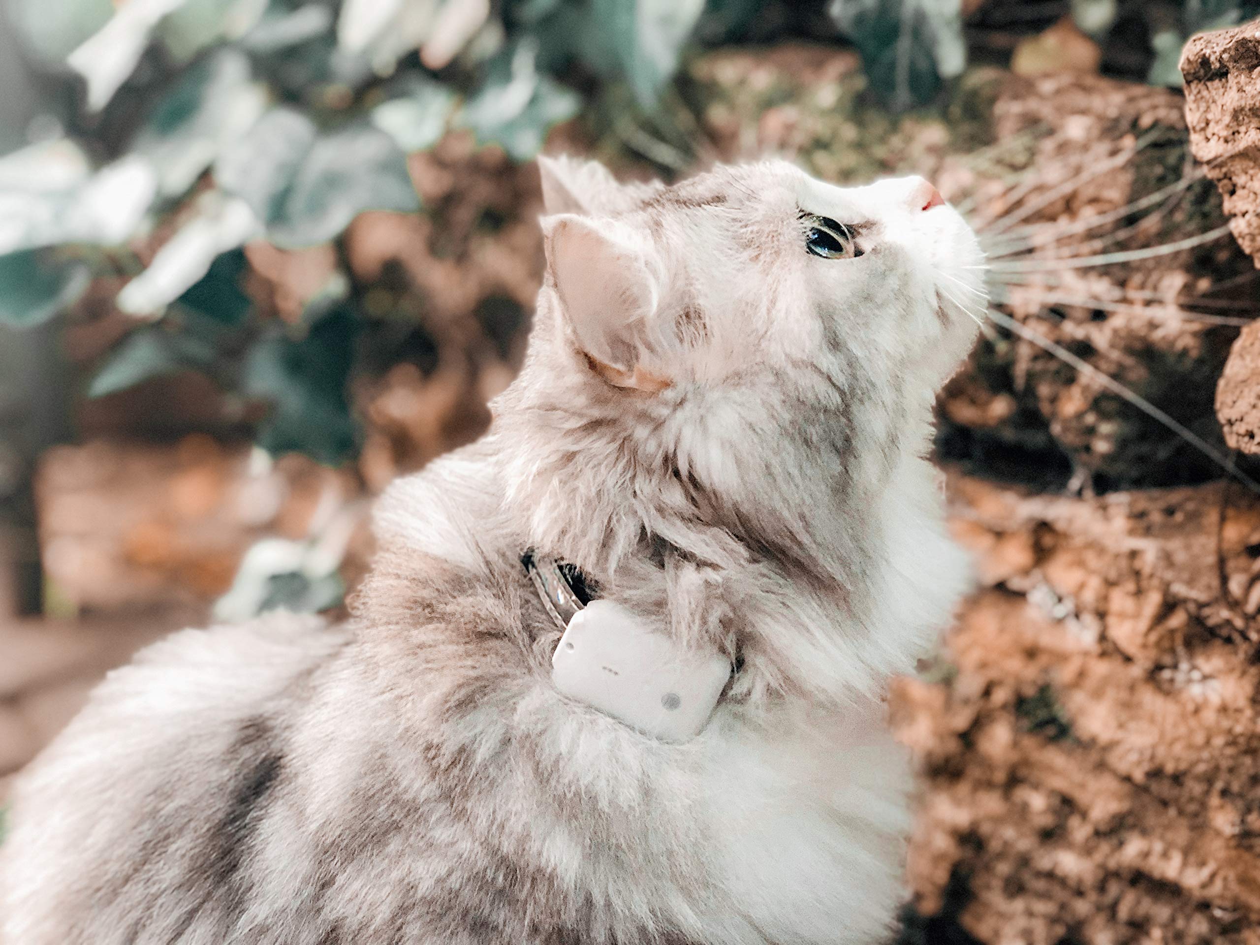 Girafus Pro-Track-tor Pet Tracker - Long Range Cat & Dog GPS Locator (1600 ft), Ultra-Lightweight (0.28oz) Safety Device for Small Pets - Perfect for Outdoor Adventures, Hiking & Lost Pet Recovery