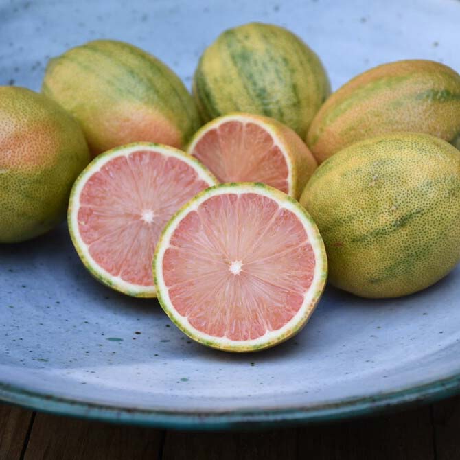 Organic Pink Variegated Lemons - Fresh, Rare Citrus Fruit for Cocktails, Baking & Gourmet Cooking - Perfect for Home Bars, Desserts & Gift Baskets