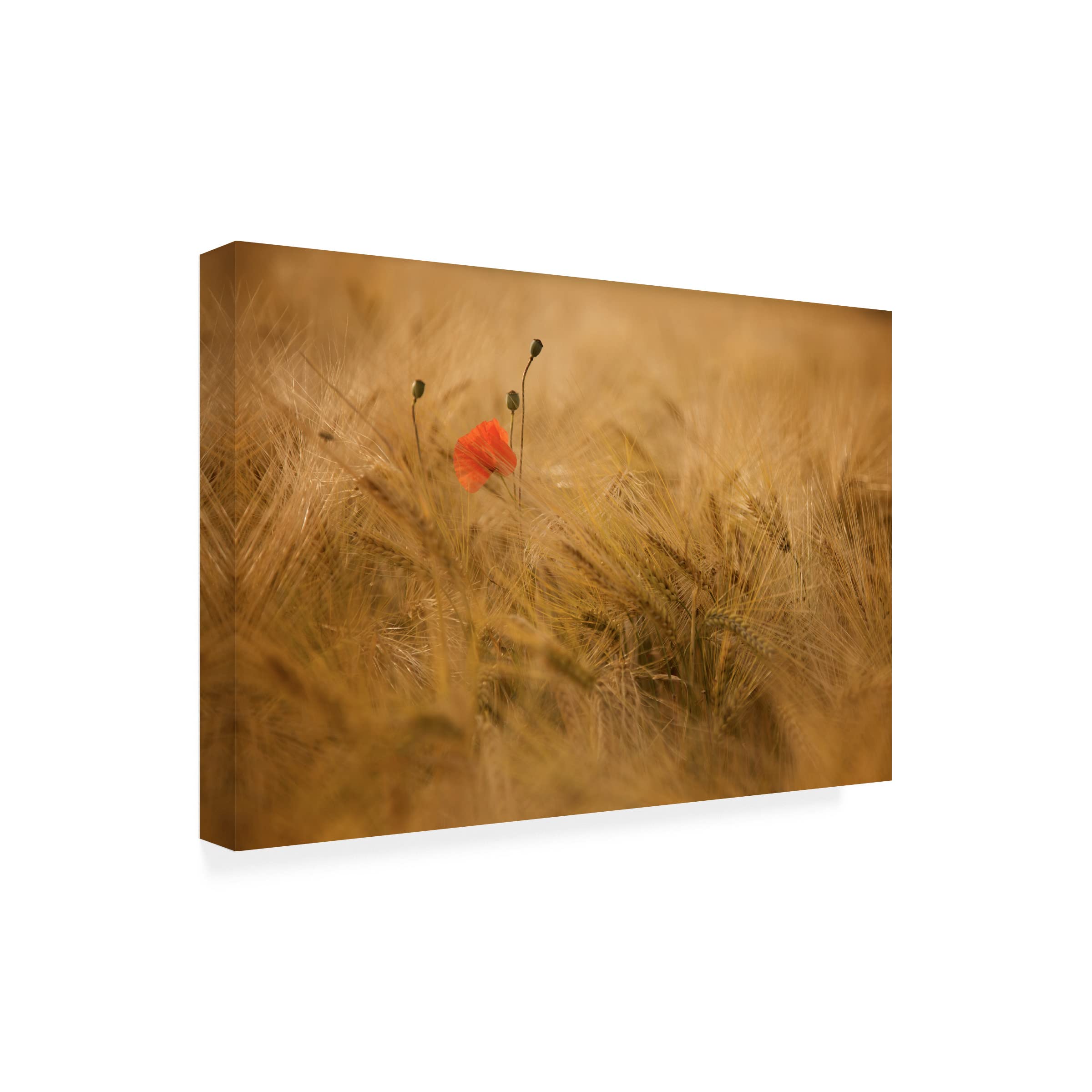 Trademark Fine Art 'Ephemeral' Canvas Wall Art Print by Thierry Draus - Modern Abstract Painting for Living Room, Bedroom & Office Decor
