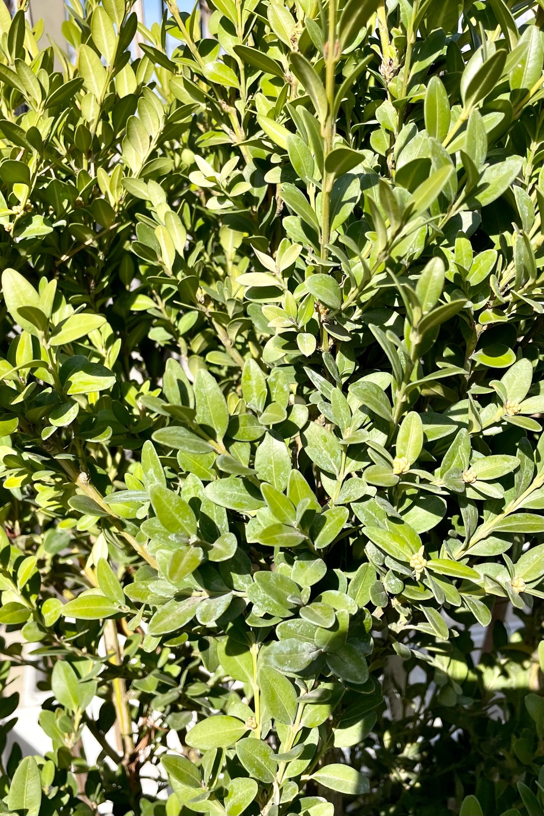 Buxus 'Green Mountain' #2 - Premium Evergreen Boxwood Shrub for Landscaping, Hedges & Topiary | Perfect for Garden Borders, Foundation Plantings & Formal Gardens