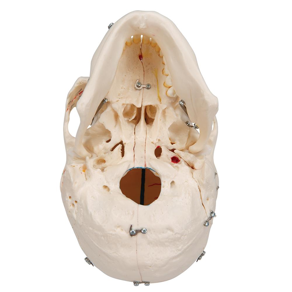 Premium 10-Part Dental Skull Model for Human Anatomy Demonstration - Ideal for Dental Students, Professionals & Medical Education