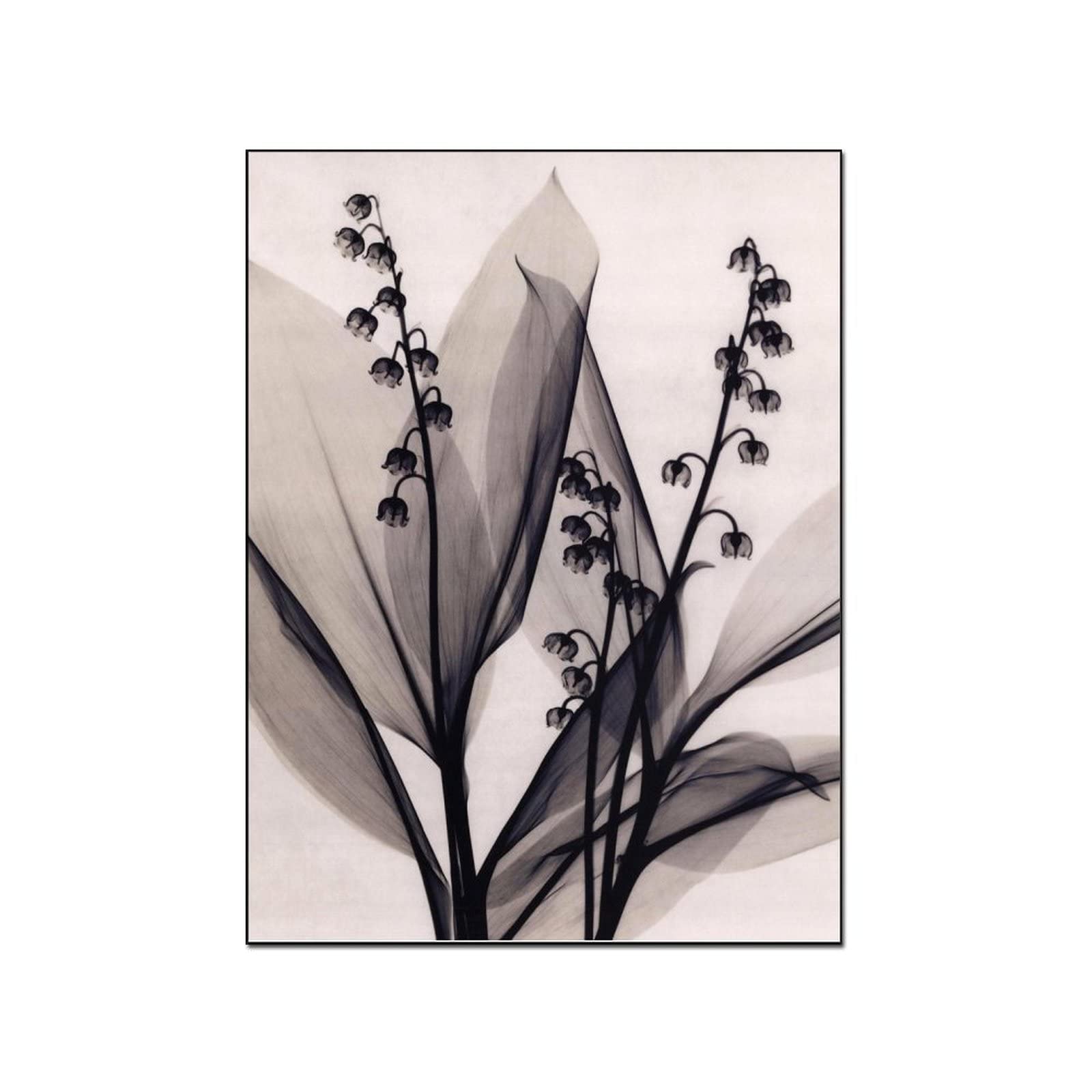 Custom Lily Sketch Canvas Poster - Aesthetic Plant Wall Art for Bedroom & Living Room Decor - Abstract Wallpaper & Wall Art for Home, Office, Dorm Room Decorating Ideas