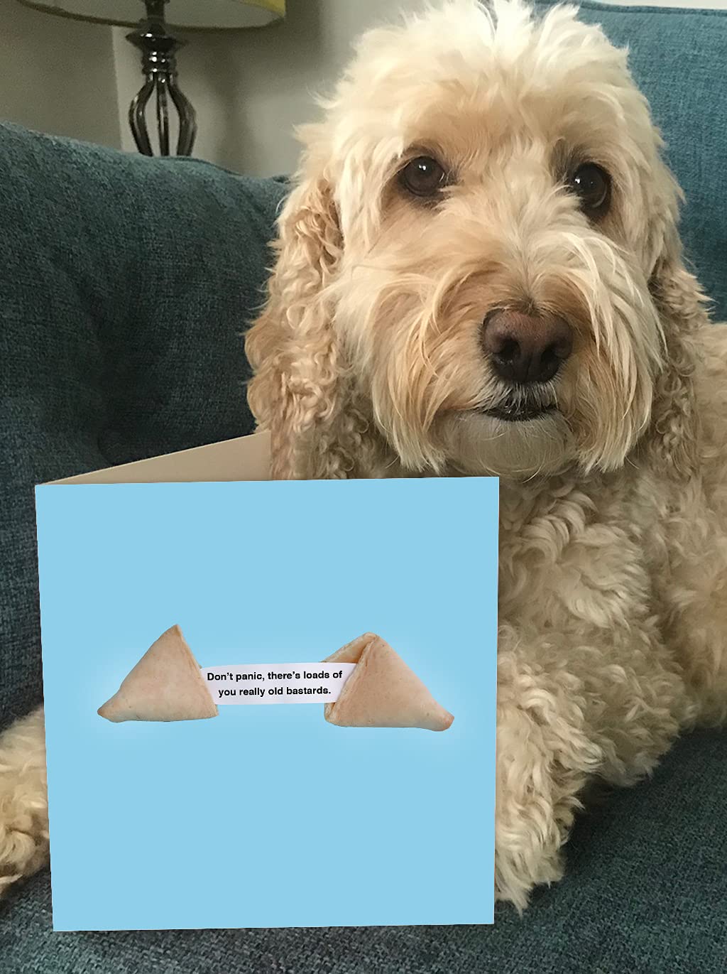 Funny Fortune Cookie Birthday Card for Him Her - Perfect Gift for Friends & Family