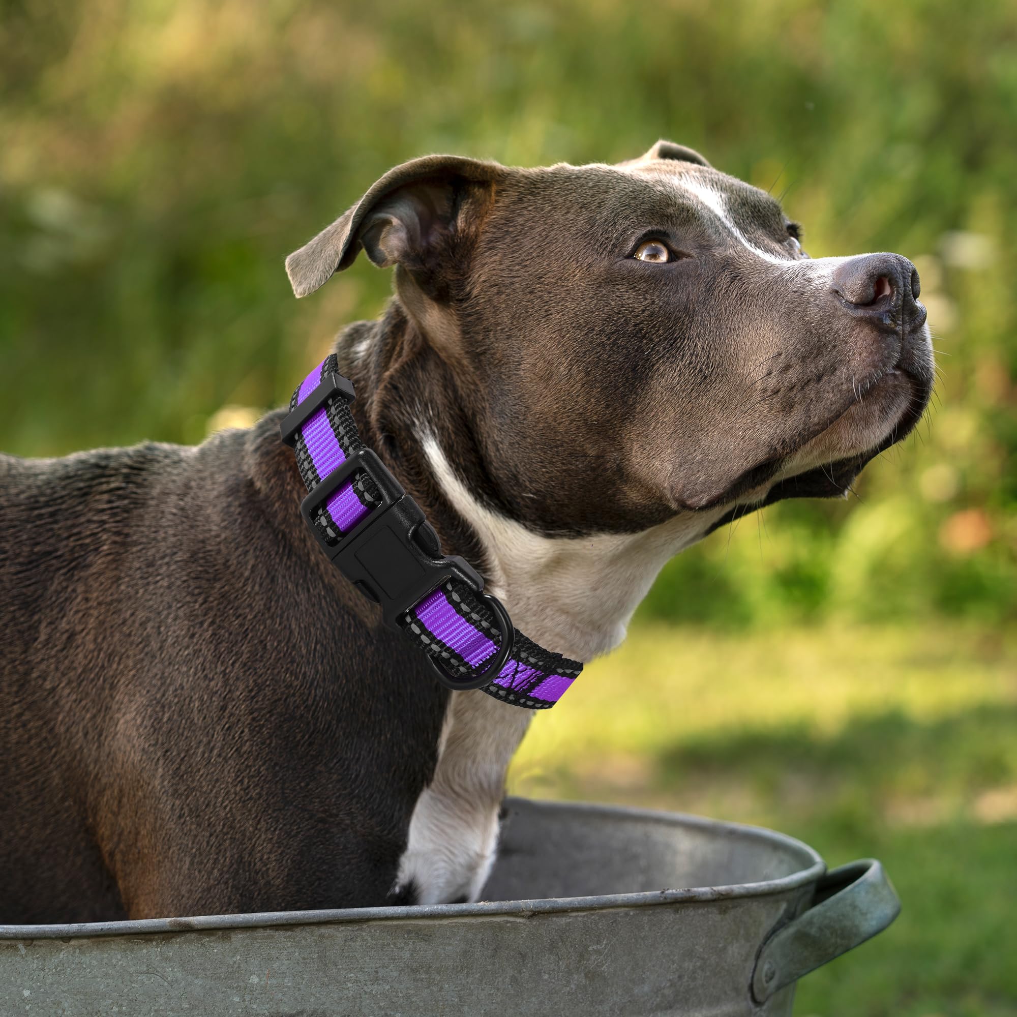 Reflective Nylon Dog Collar - Lightweight Purple Puppy Collar for Small Dogs - Perfect for Night Walks