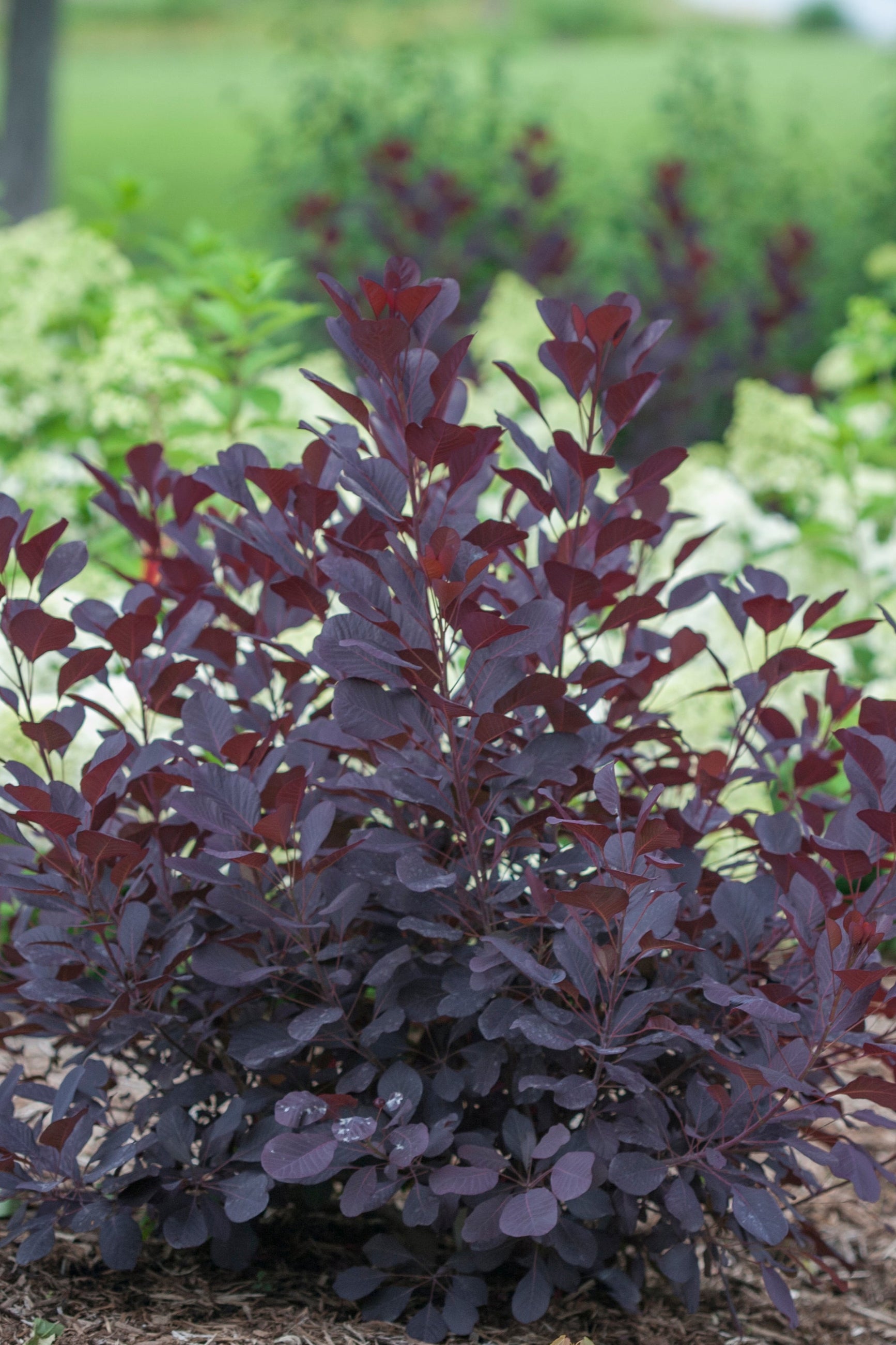 Winecraft Black Smokebush (Cotinus coggygria) - #5 Container Size - Perfect for Landscaping, Garden Borders & Fall Color Displays