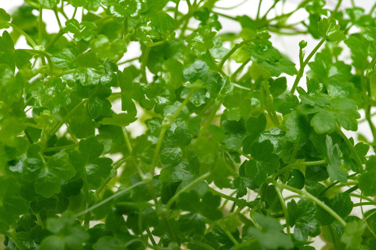 Hydrocotyle Tripartita Mini Aquatic Plant - Live Freshwater Carpet Plant for Aquariums & Fish Tanks | Perfect for Foreground Planting, Nano Tanks, and Aquascaping Designs