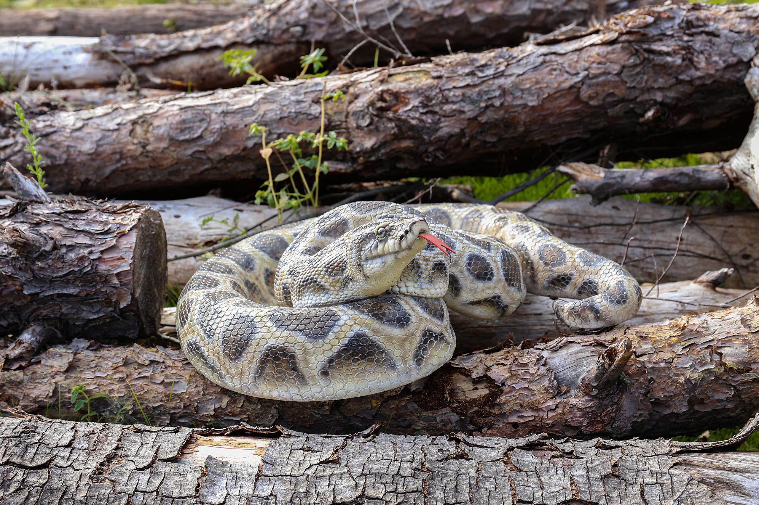 Hi-Line Gift 87680-A Realistic Curled Up Python Snake Statue - Home Decor, Office Desk Ornament, Garden Sculpture, Unique Gift for Reptile Lovers