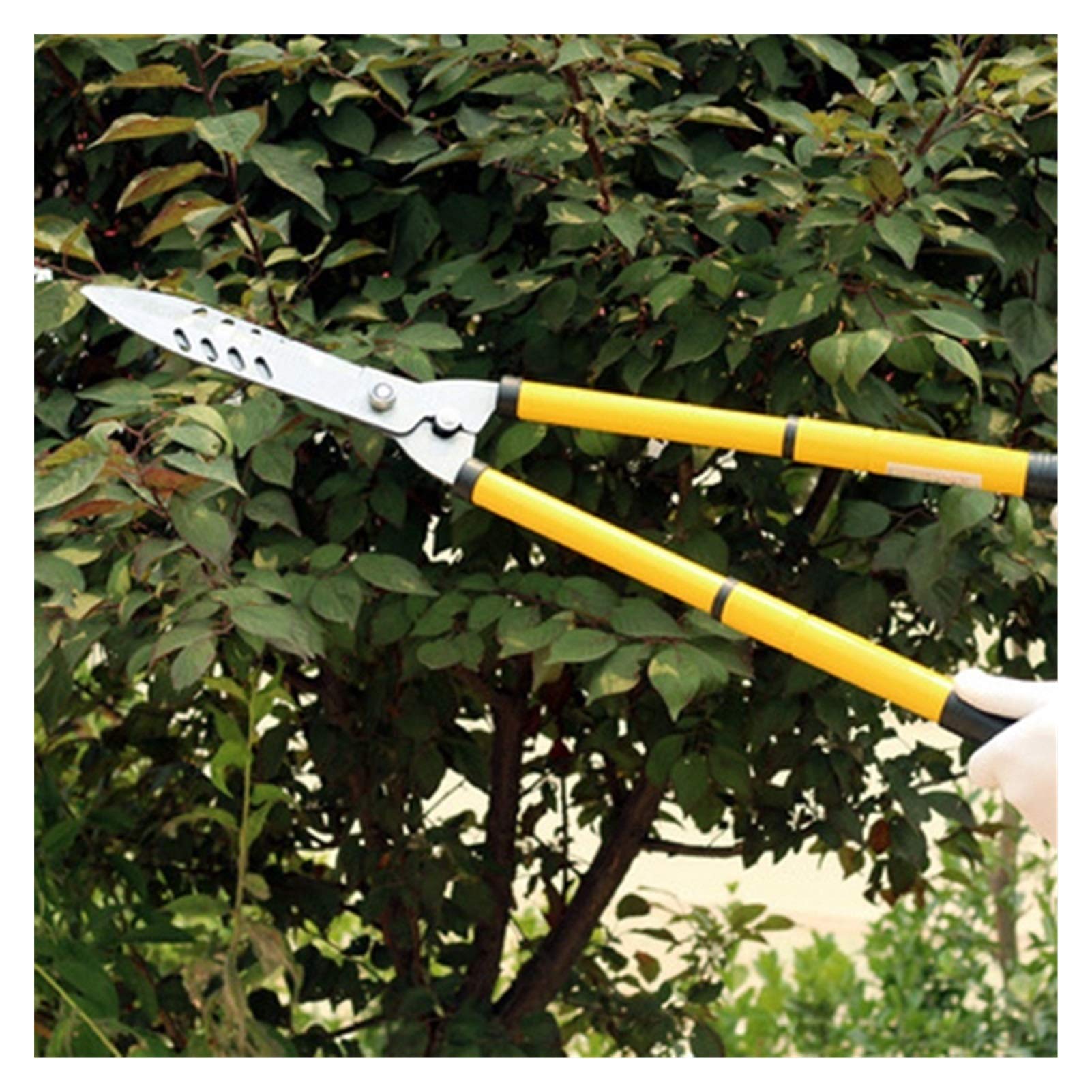 Professional Hedge Clippers & Extendable Pruning Shears - Sharp Gardening Scissors for Trimming Trees, Flowers, Shrubs | Perfect for Landscaping, Garden Maintenance & DIY Projects