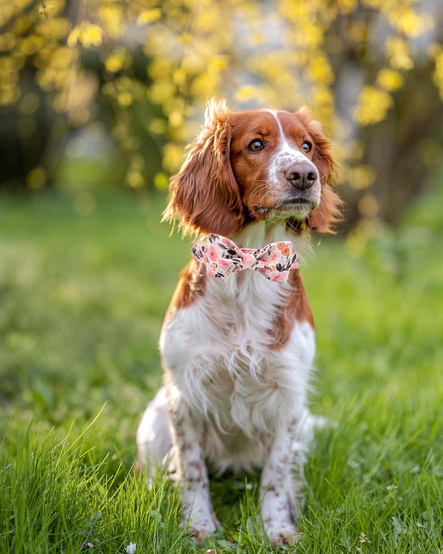 Pink Floral Dog Collar with Adjustable Bow Tie - Elegant Soft Pet Collar for Large Dogs | Perfect for Special Occasions, Photo Shoots & Daily Walks