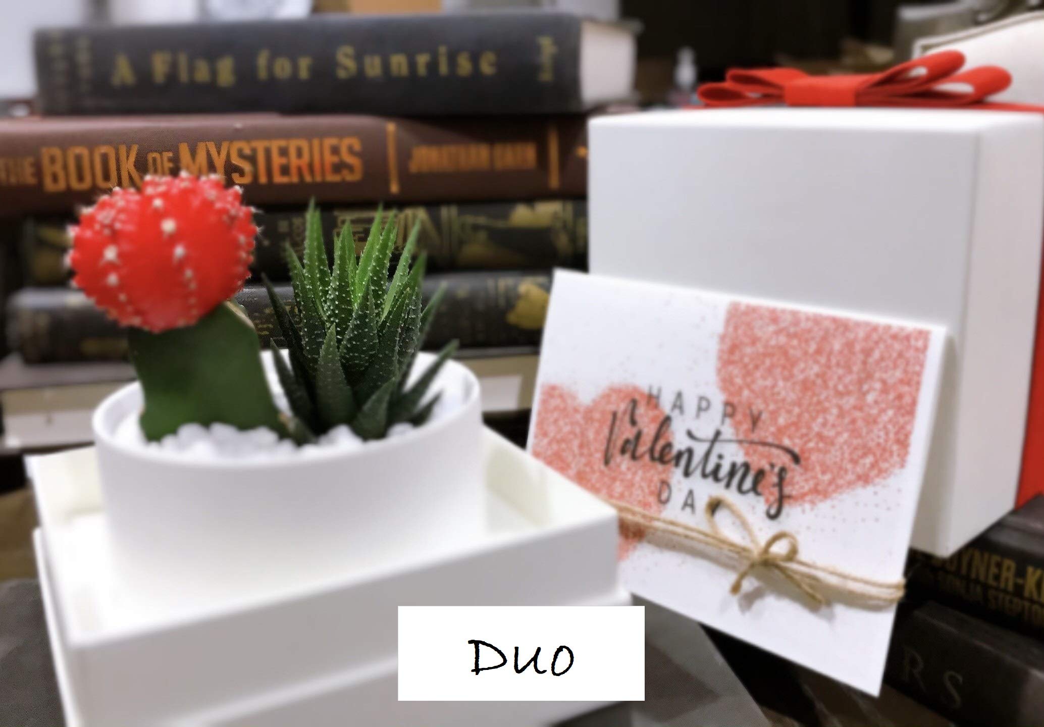 Succulent Gift Box with Glow in the Dark Ivory Pot & Box - Perfect for Birthday, Housewarming, Wedding Favors & Office Decor