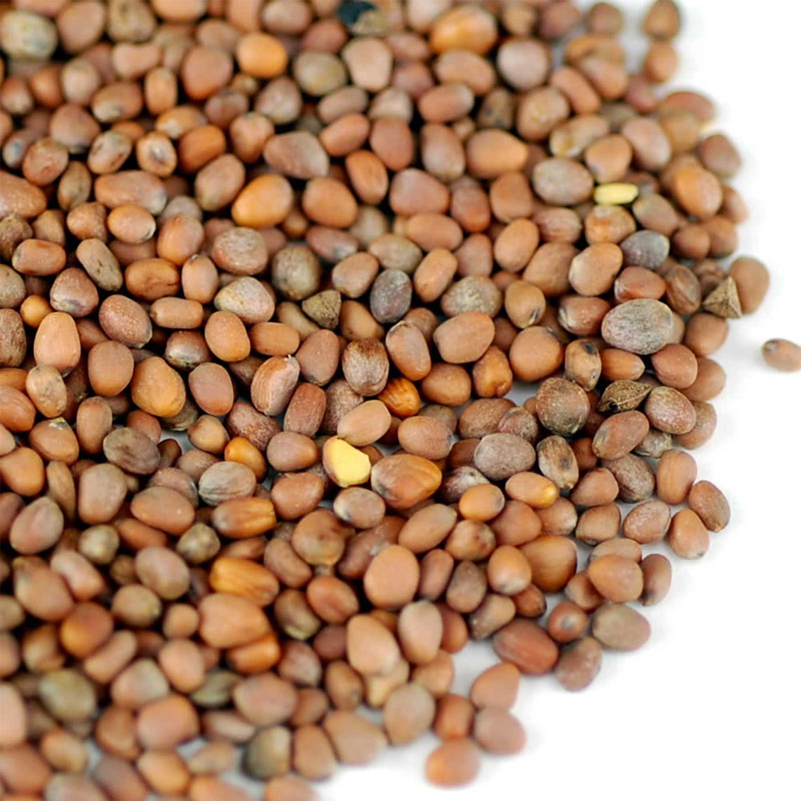 Organic Radish Sprouting Seeds - 4 Oz Non-GMO Heirloom Seeds for Microgreens, Hydroponics, Gardening, Cooking & Food Storage - Perfect for Salads, Sandwiches, Soups & Healthy Eating