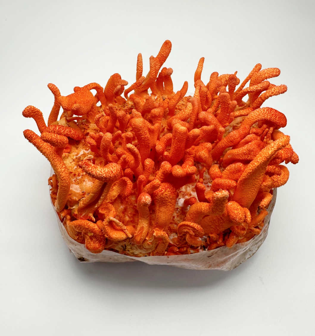 Premium Cordyceps Militaris Grow Kit - Midwest Ready-to-Grow Spawn Bag for Mushroom Cultivation | Perfect for Home Gardening, Organic Farming & Medicinal Mushroom Production