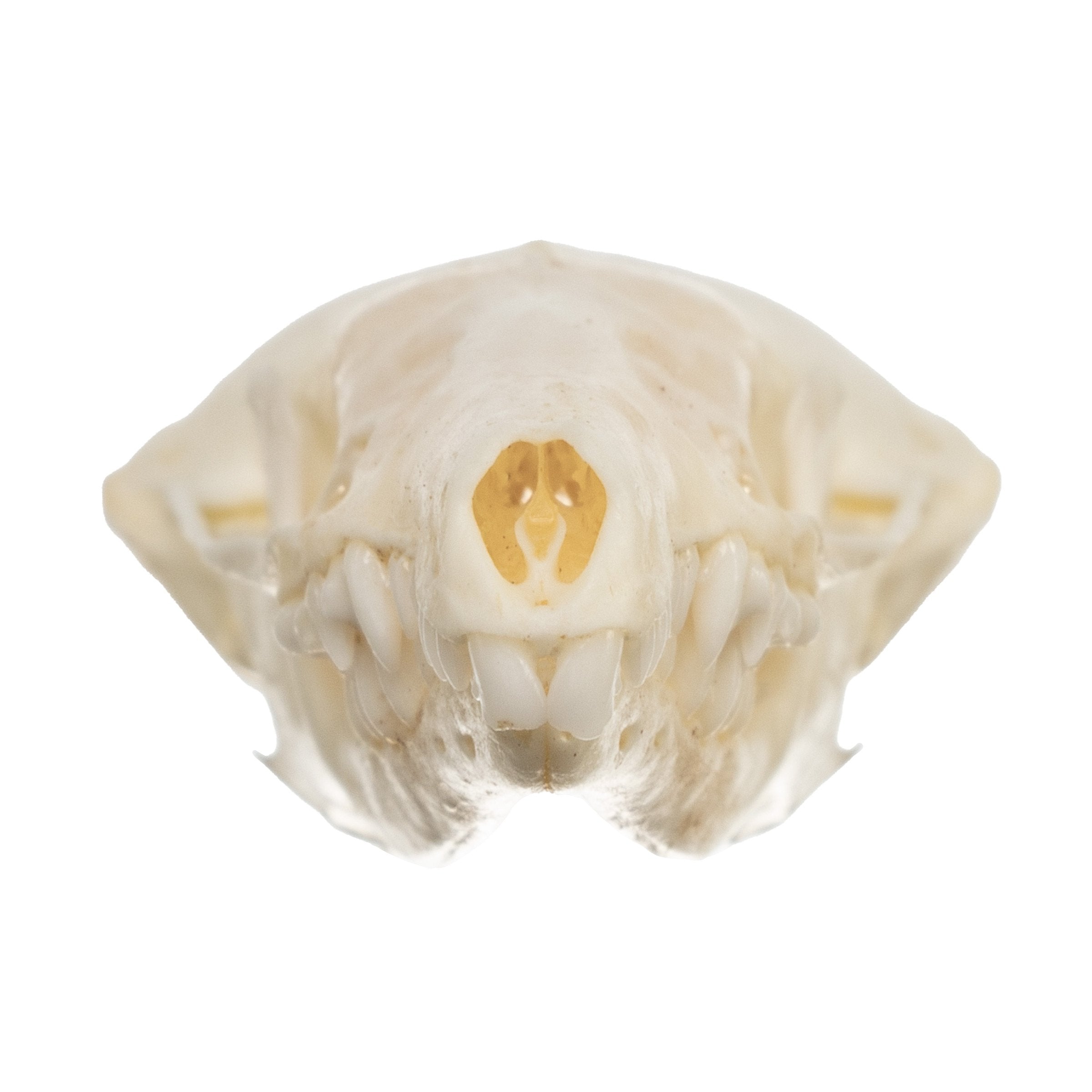 Authentic Townsend's Mole Skull - High-Quality Animal Specimen for Science Education, Taxidermy & Collectors | Perfect for Biology Classrooms, Museum Displays & Oddity Collections