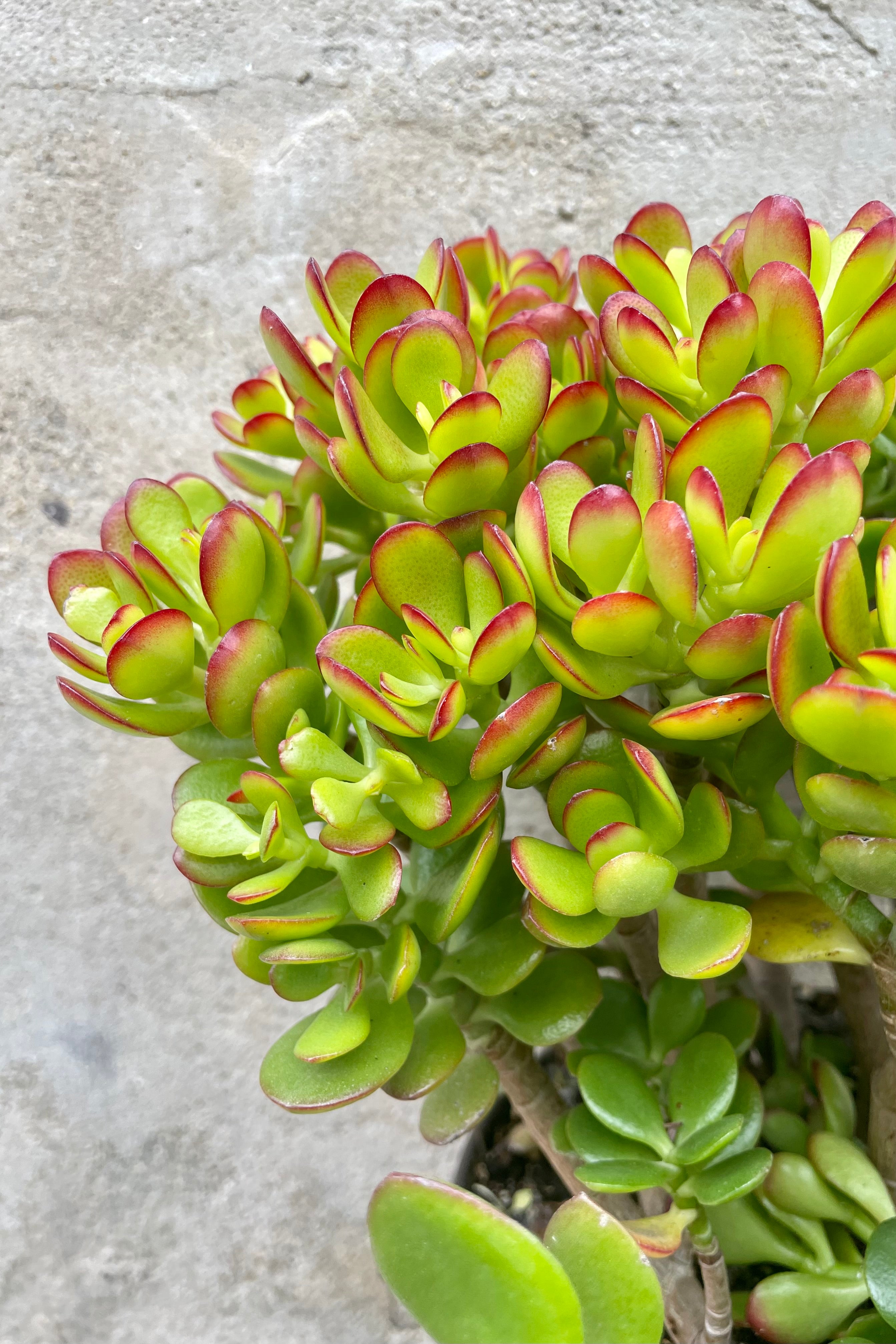 Crassula ovata 'Crosby' - 10 Inch Jade Plant for Home & Office Decor, Perfect for Indoor Gardening, Feng Shui & Gift Giving