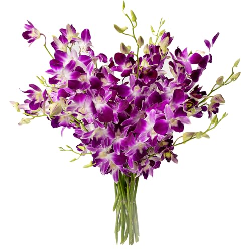 Purple-White