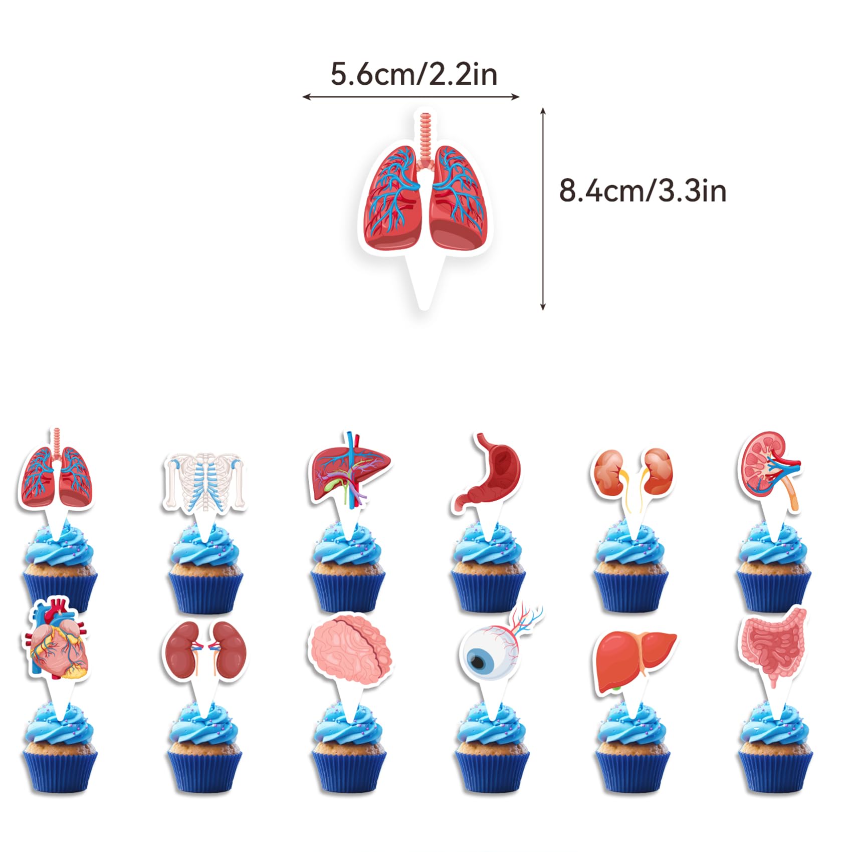 Human Anatomy Party Decorations Set - Happy Birthday Banner, Cake Topper, Cupcake Toppers & Balloons for Medical Themed Parties, Halloween Decor, Science Classroom Decorations
