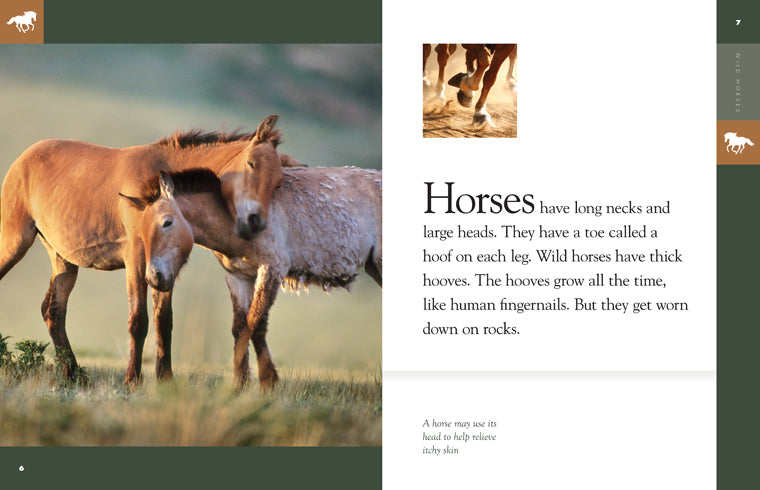 Amazing Animals (2014): Wild Horses Documentary - Nature Wildlife Film for Animal Lovers, Educational & Family Viewing | Perfect for Classroom Learning, Nature Enthusiasts & Relaxing Evenings