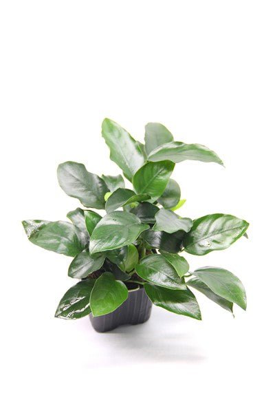 Dennerle Anubias Barteri Nana 'Bigfoot' XL - Live Aquarium Plant for Freshwater Fish Tanks - Perfect for Aquascaping, Shrimp Tanks & Low-Light Aquariums
