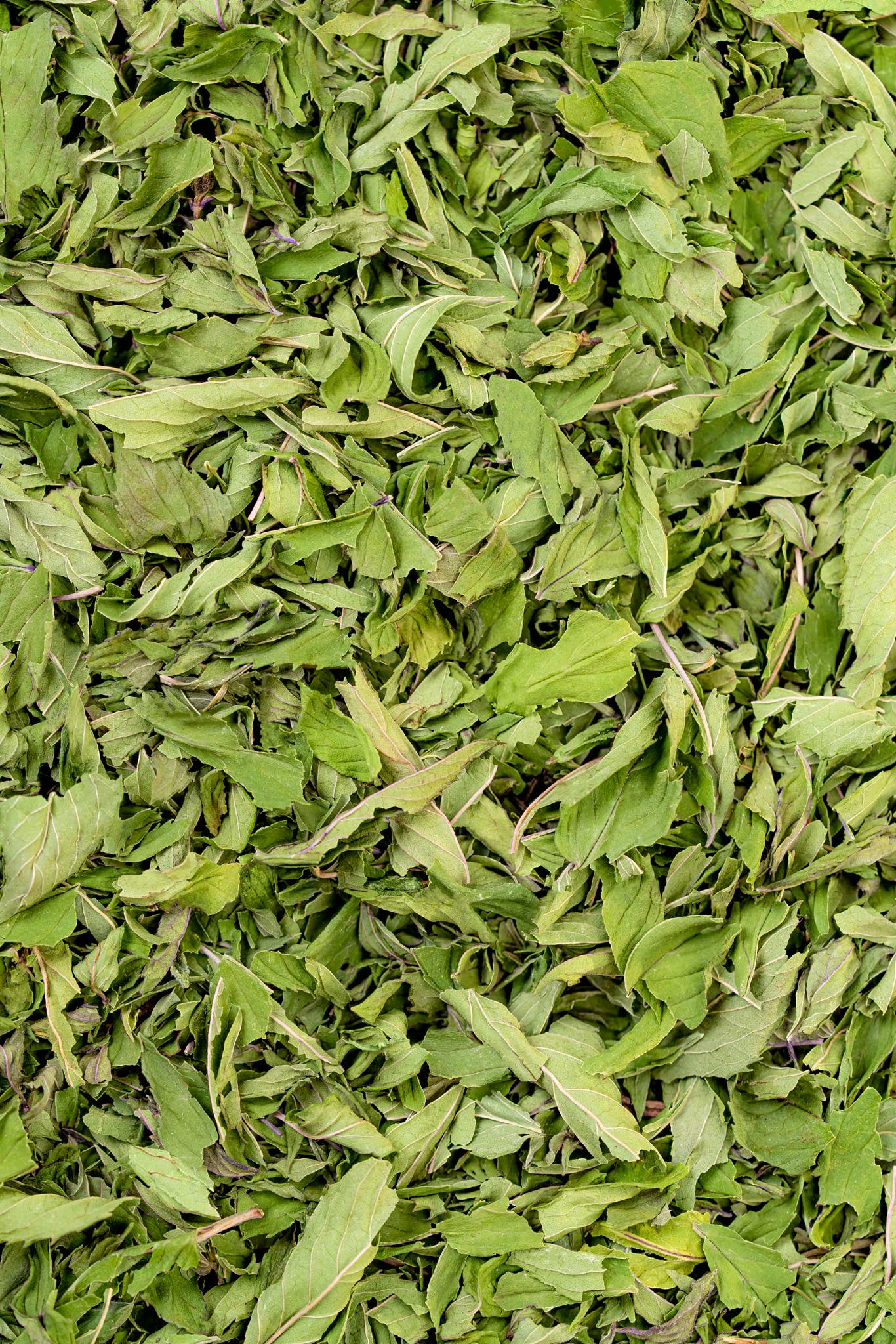 Organic Chocolate Peppermint Tea Bags - Herbal Tea for Relaxation & Digestion - Perfect for Afternoon Tea Time, Stress Relief & Cozy Evenings