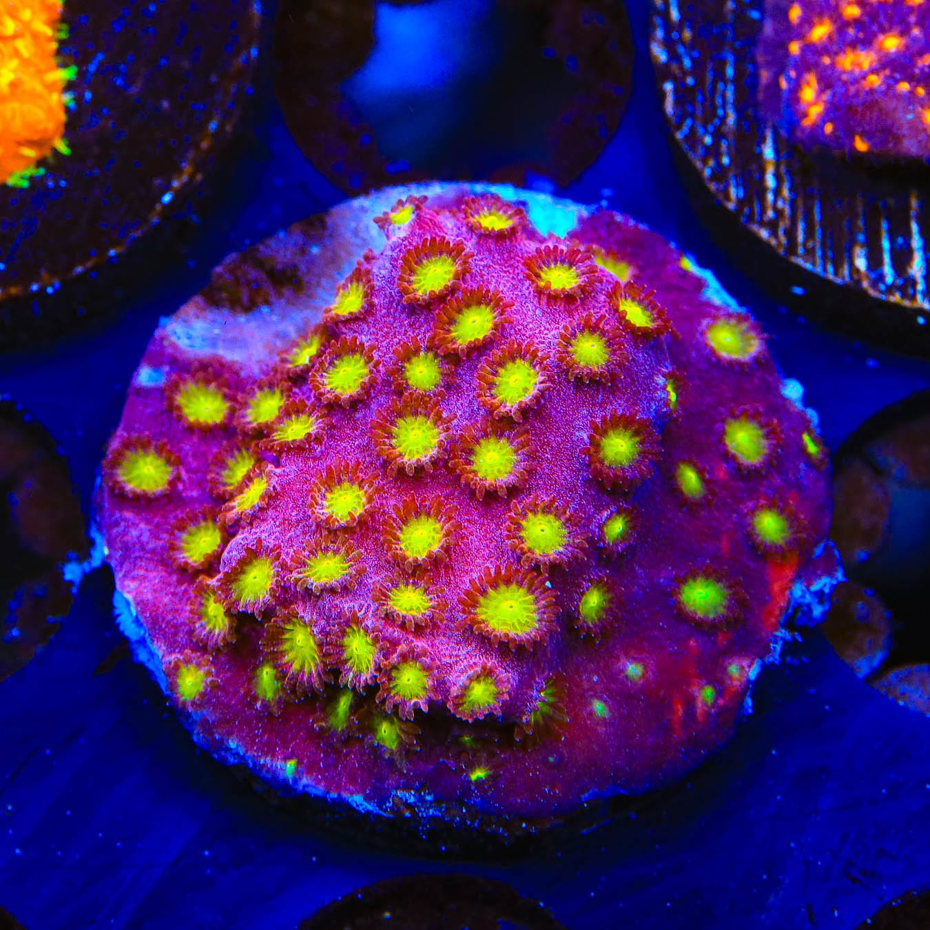 CB Bling Bling Cyphastrea Coral - Vibrant Saltwater Aquarium Coral for Reef Tanks | Perfect for Marine Aquascaping and Coral Propagation