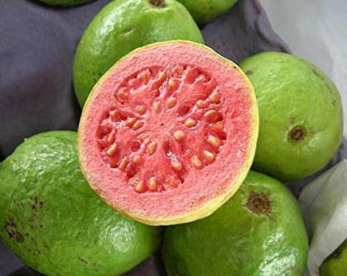 50 Psidium Guajava Seeds - Exotic Guava Tropical Fruit Tree for Home Garden, Edible Guayaba Jocad - Perfect for Landscaping, Fresh Fruit Harvest & DIY Planting Projects