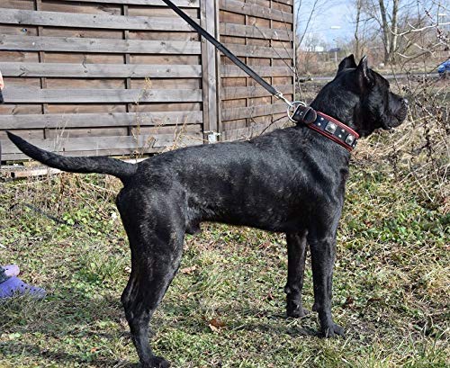 Bestia The Black Eros Collar for Large Dogs - 2.5 Inch Wide Soft Padded Leather Dog Collar for Training & Walking - Durable Comfortable Pet Accessory for German Shepherds, Labs & Big Breeds