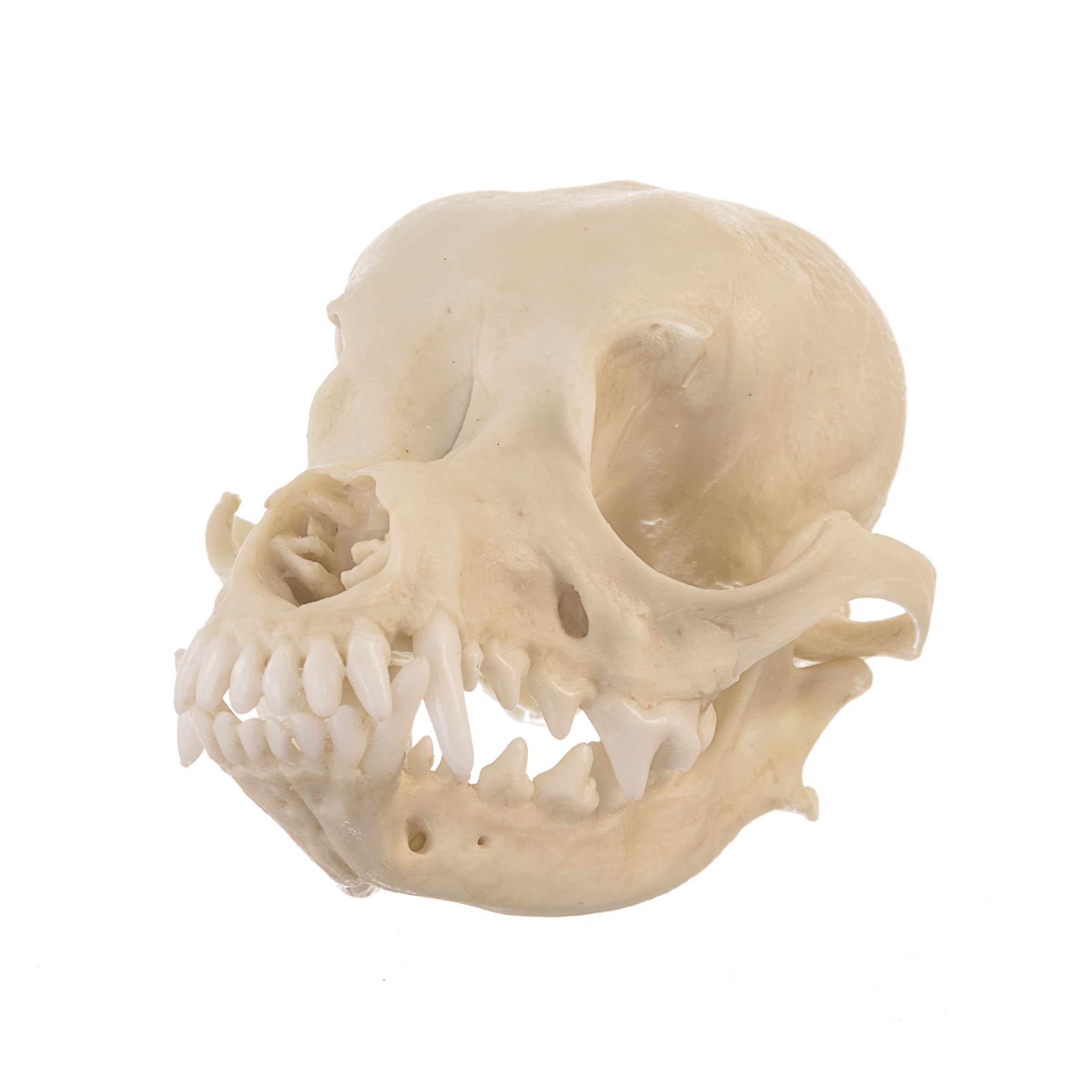 Realistic Replica Domestic Dog Skull - Chihuahua & Deer Head Animal Skull Model for Veterinary Study, Halloween Decor, and Taxidermy Display