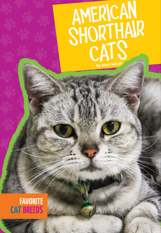 American Shorthair Cats for Sale - Adorable & Friendly Domestic Kittens | Perfect for Family Pets & Home Companions
