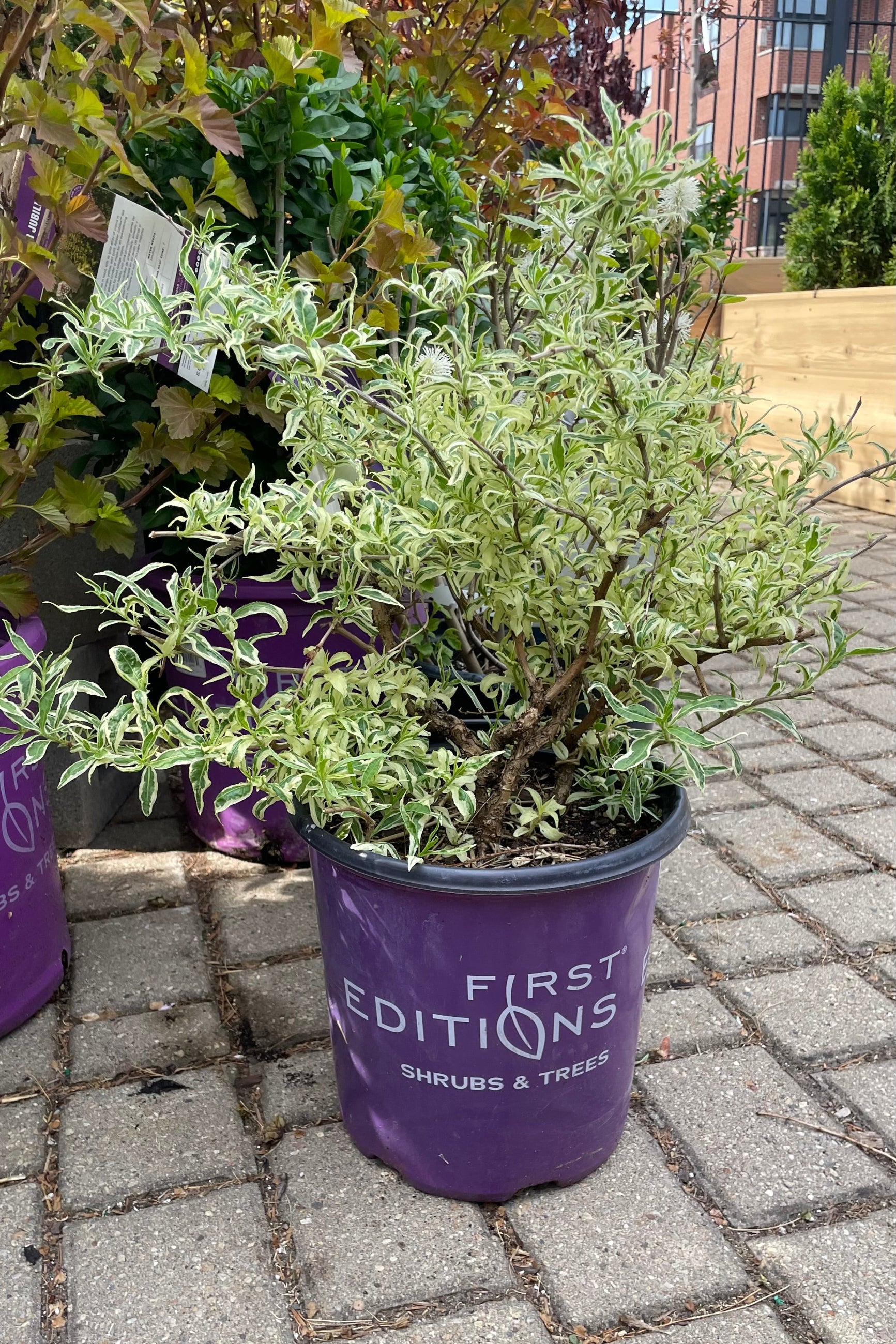 Diervilla sessilifolia 'Cool Splash' - Hardy Shrub with Variegated Foliage for Landscaping, Borders, and Pollinator Gardens