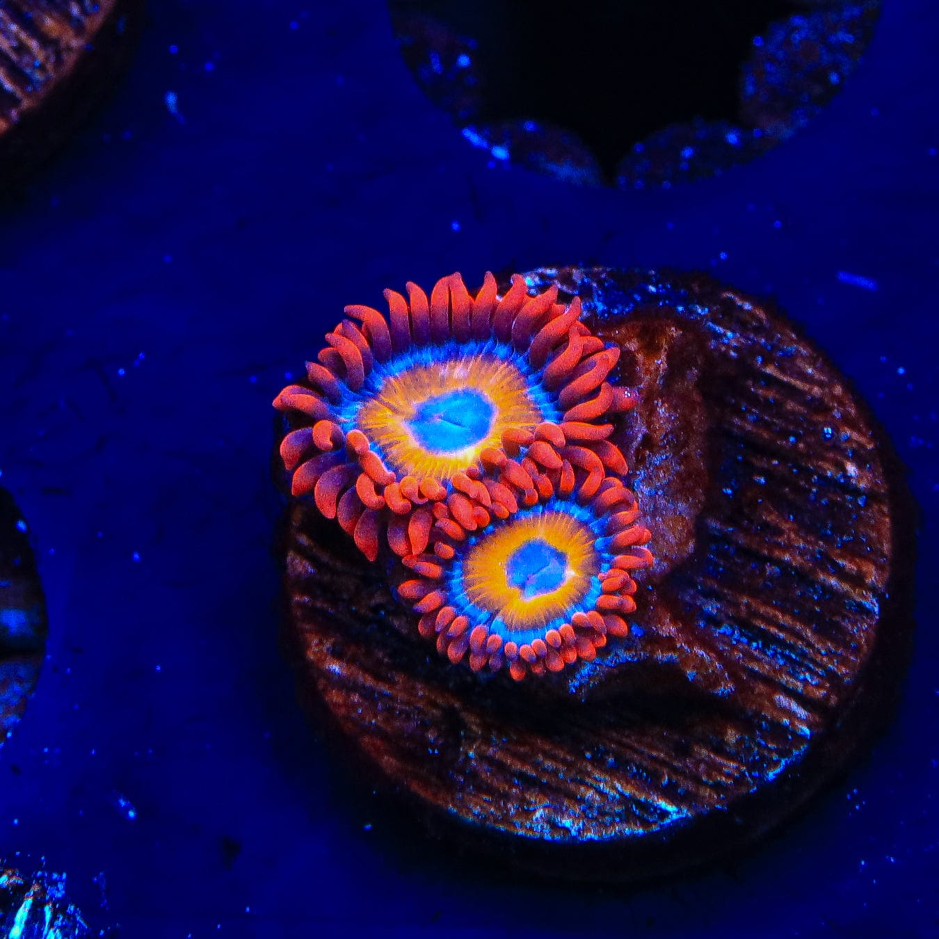 Premium Blue Eye Blondie Zoanthids Coral for Saltwater Aquariums - Vibrant Live Coral for Reef Tanks & Marine Aquascaping