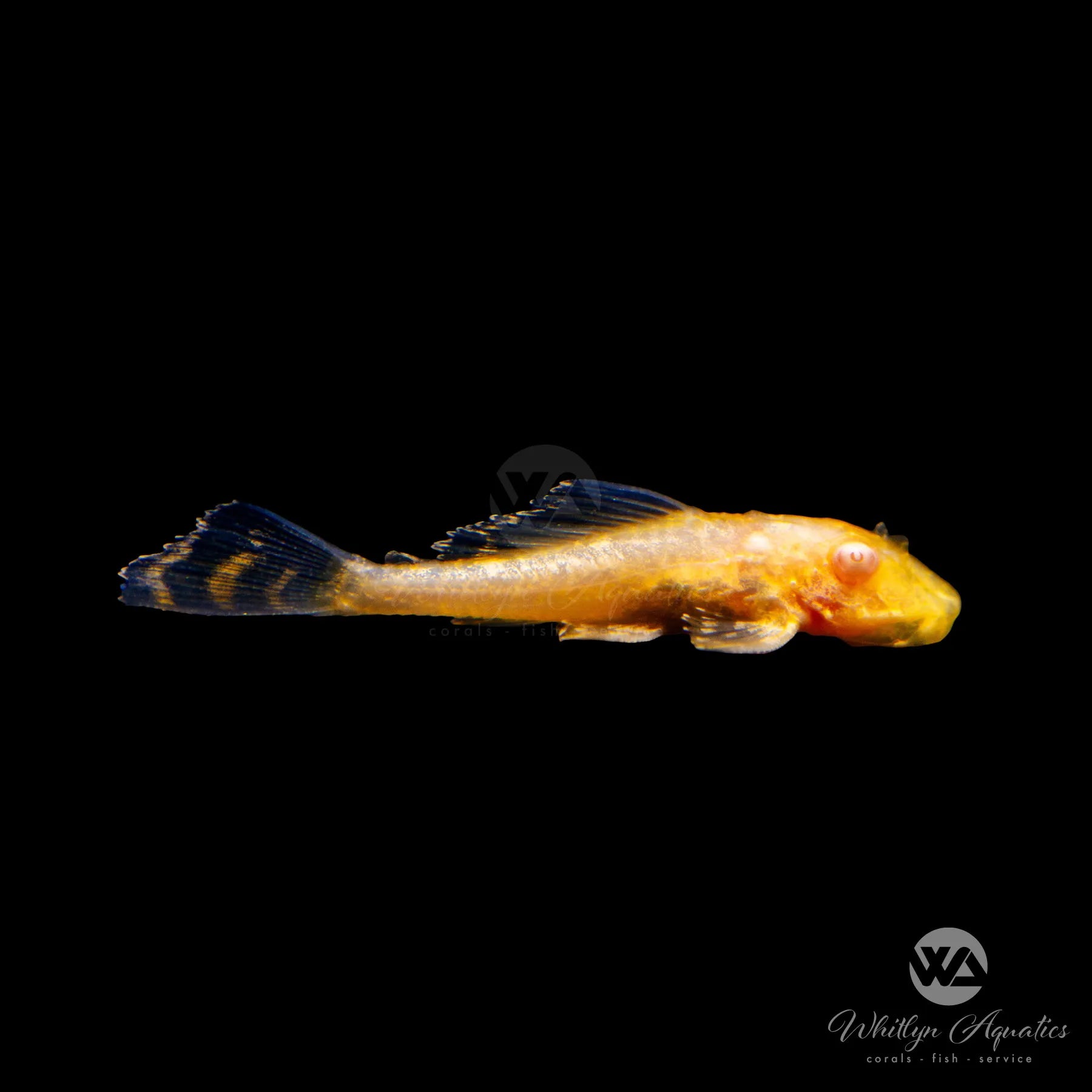 Albino Sailfin Pleco (Pterygoplichthys gibbiceps) - Rare Tropical Freshwater Fish for Aquariums & Fish Tanks - Perfect for Planted Tanks & Community Aquariums
