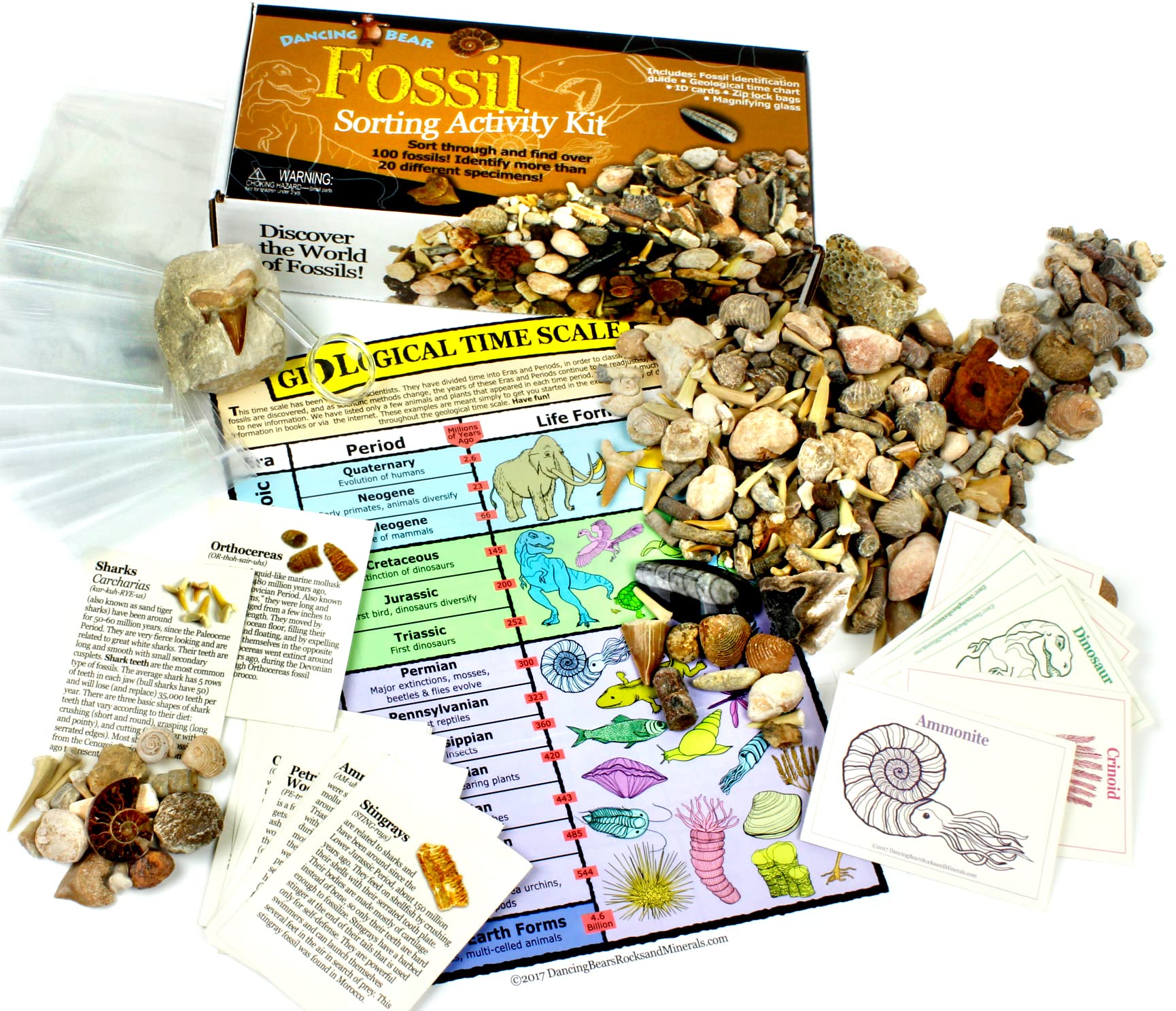 DANCING BEAR Fossil Collection Sorting Kit - 100+ Pcs with 20+ Fossil Types, Educational ID Sheet, Color Cards, Storage Bags & Magnifying Glass - STEM Learning Activity for Kids | Classroom Science Project & Homeschool Archaeology Exploration
