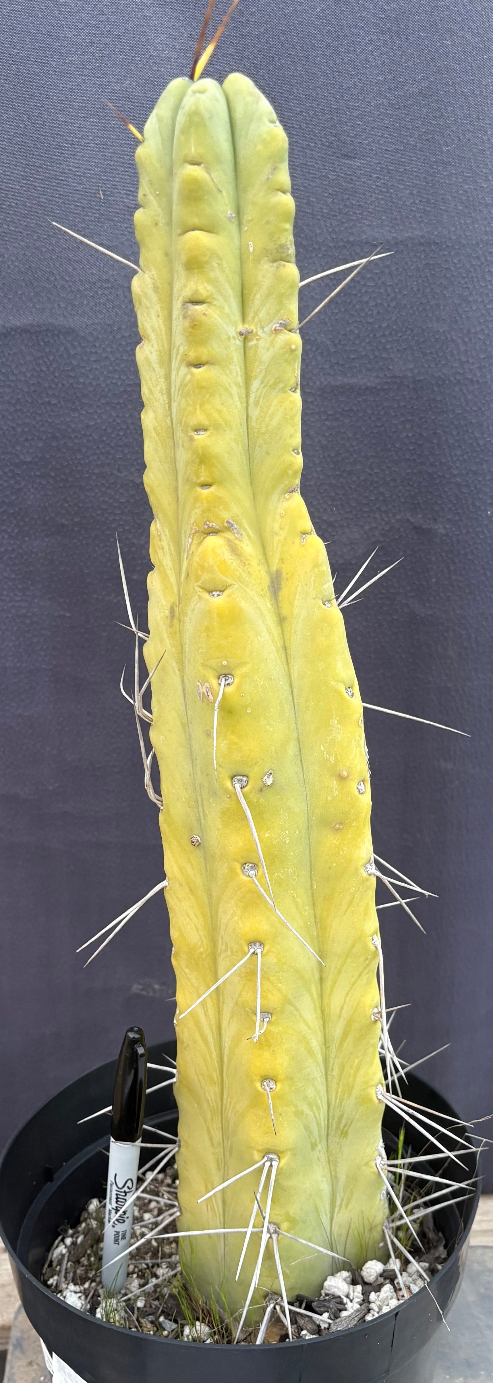 EC151 EXACT Trichocereus Bridgesii Twin Spine Ornamental Cactus - 14.5 Inch Tall Rare Succulent Plant for Home Decor, Office Desk & Garden Landscaping