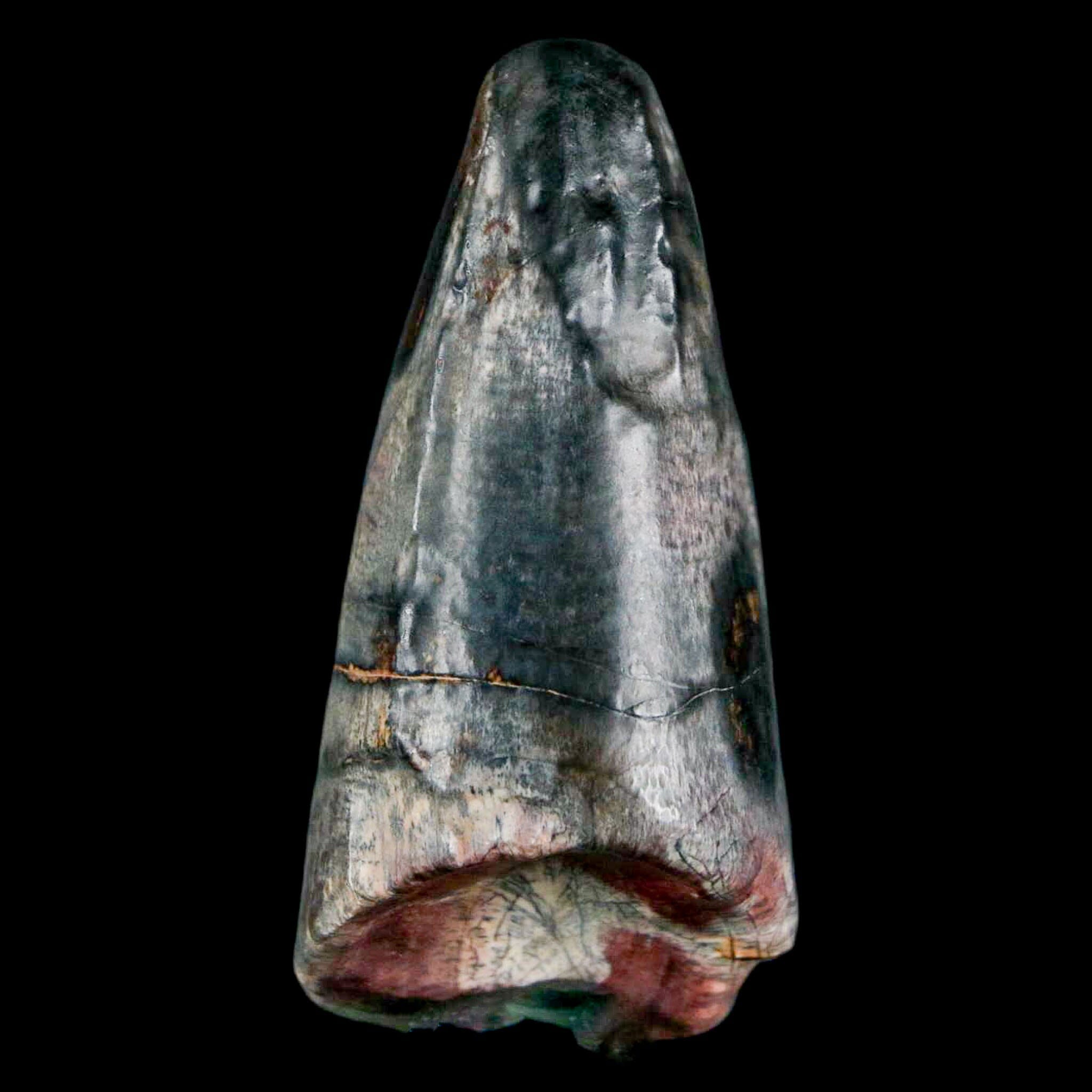 2 Sarcosuchus Imperator Crocodile Fossil Teeth - Authentic Elrhaz Formation Cretaceous Era Specimens from Niger with COA - Perfect for Paleontology Collections & Dinosaur Enthusiasts