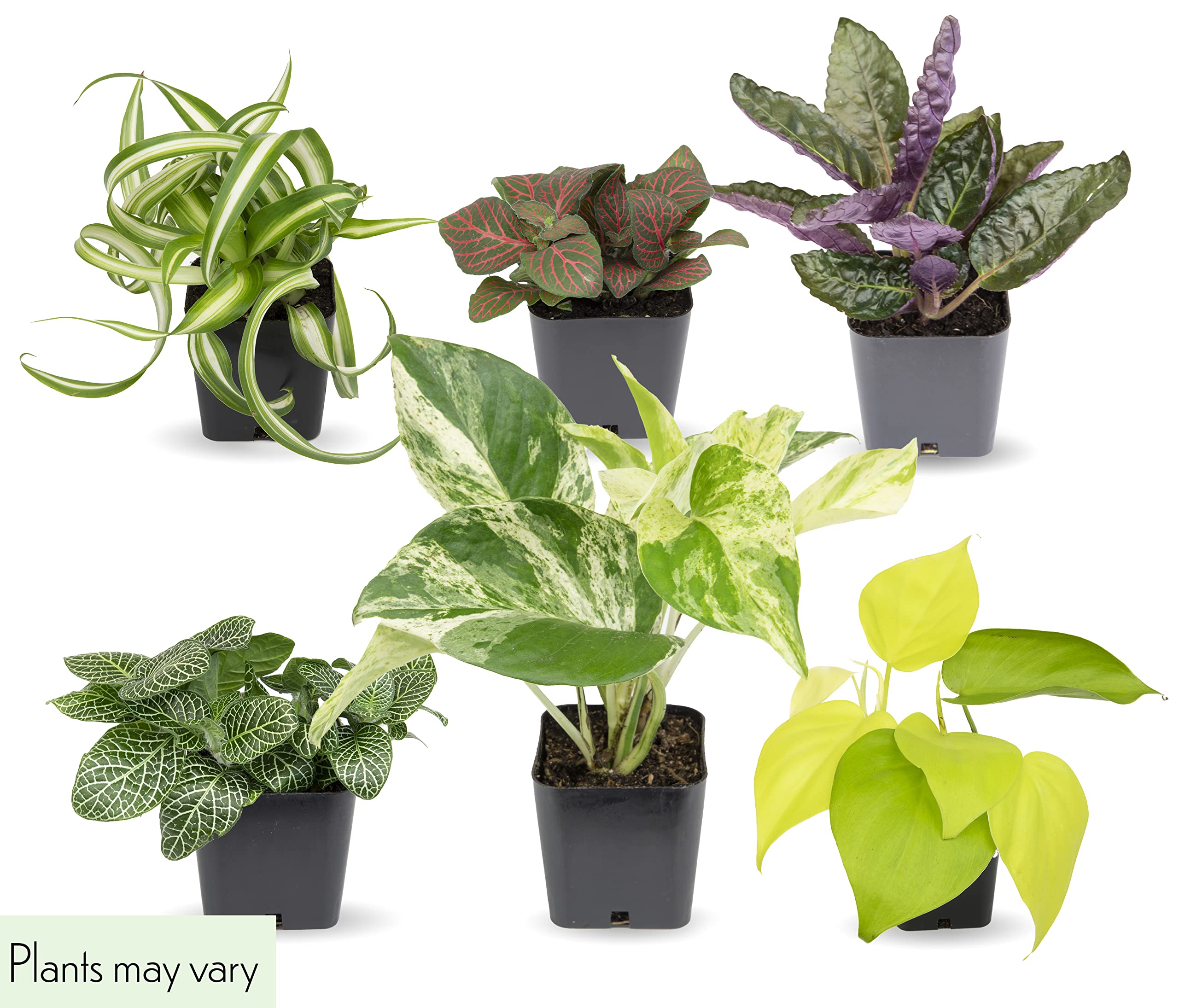 48 Pack Easy to Grow Live Houseplants in Planters - Indoor Plants Collection with Potting Soil Mix, Home Decor Planting Kit for Living Room, Office, or Outdoor Garden Gifts by Plants for Pets