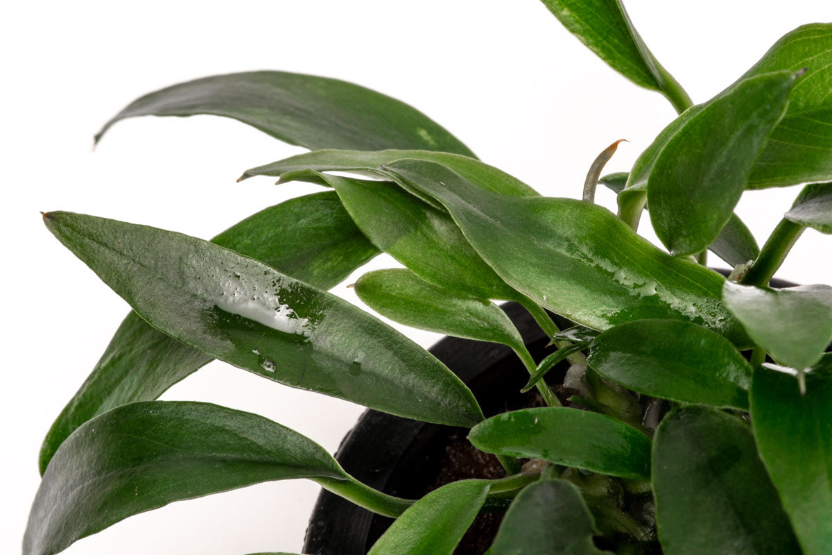 Anubias Chili Jalapeño - Live Aquarium Plant for Freshwater Fish Tanks | Low Light Aquatic Plants for Beginners | Perfect for Aquascaping and Shrimp Tanks