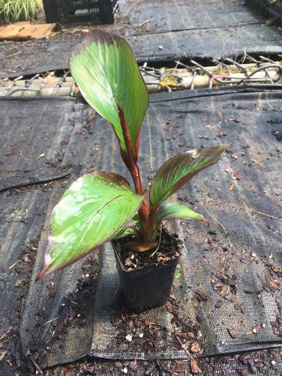 Red Abyssinian Banana Tree (Ensete maurelii) - 4 Inch Potted Tropical Plant - Cold Sensitive - Perfect for Indoor Decor & Outdoor Landscaping