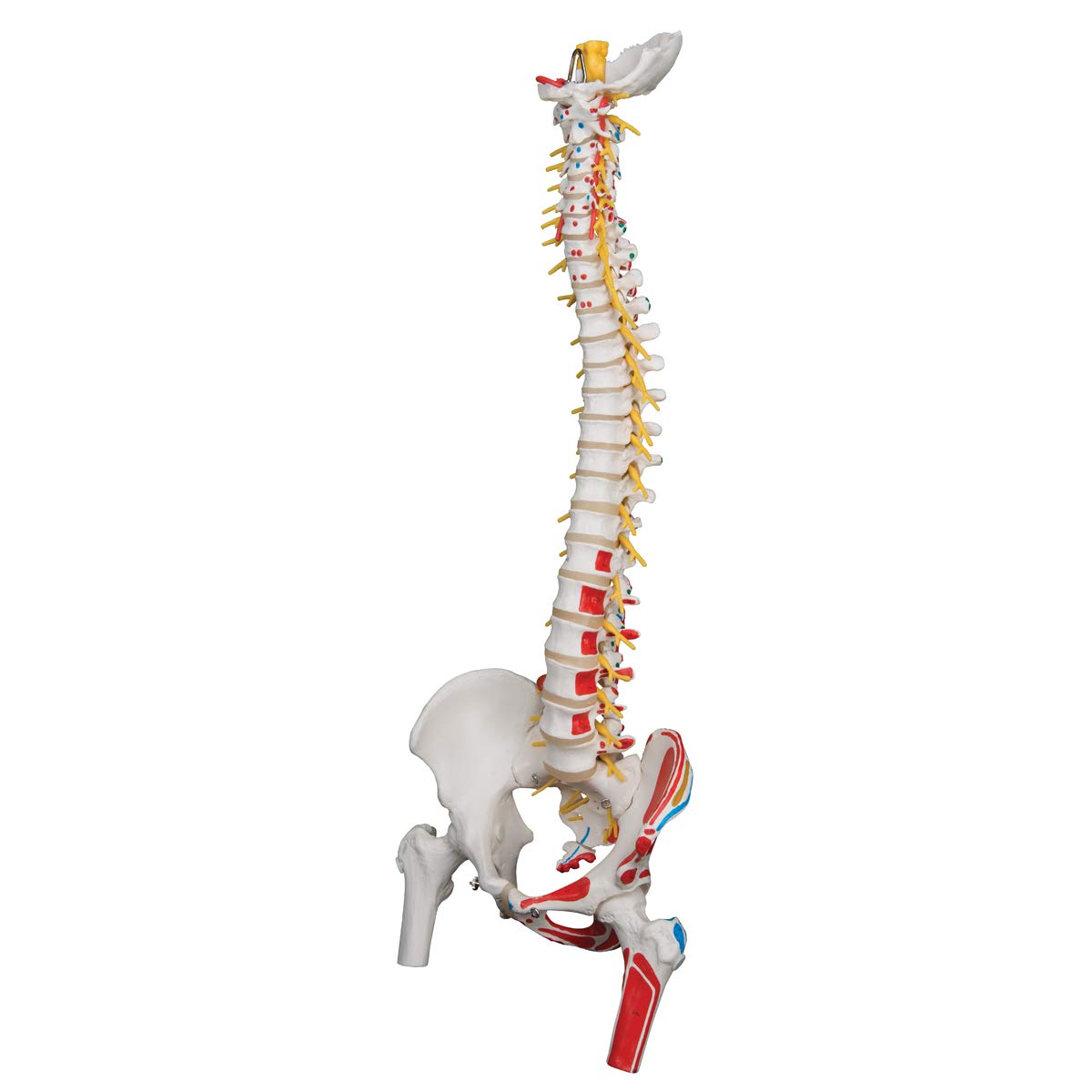3B Scientific A58/7 Painted Deluxe Flexible Spine with Femur Heads - Anatomically Accurate Human Spine Model for Medical Education & Physical Therapy - Perfect for Classroom, Chiropractic Training & Patient Demonstration