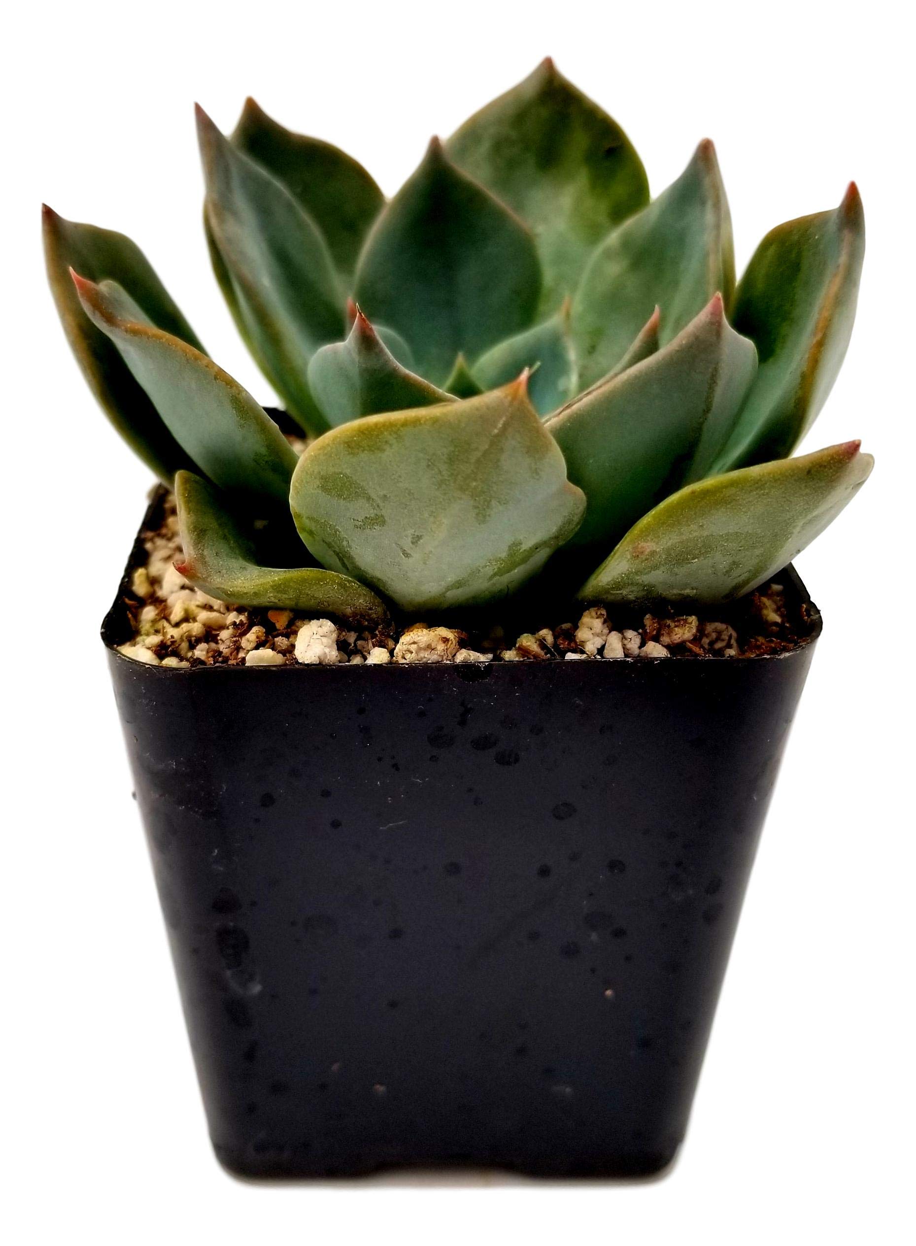Blue Rose Echeveria Hybrid Succulent Plant - 4 Inch Live Succulent for Home Decor, Office Desk, or Garden Arrangements