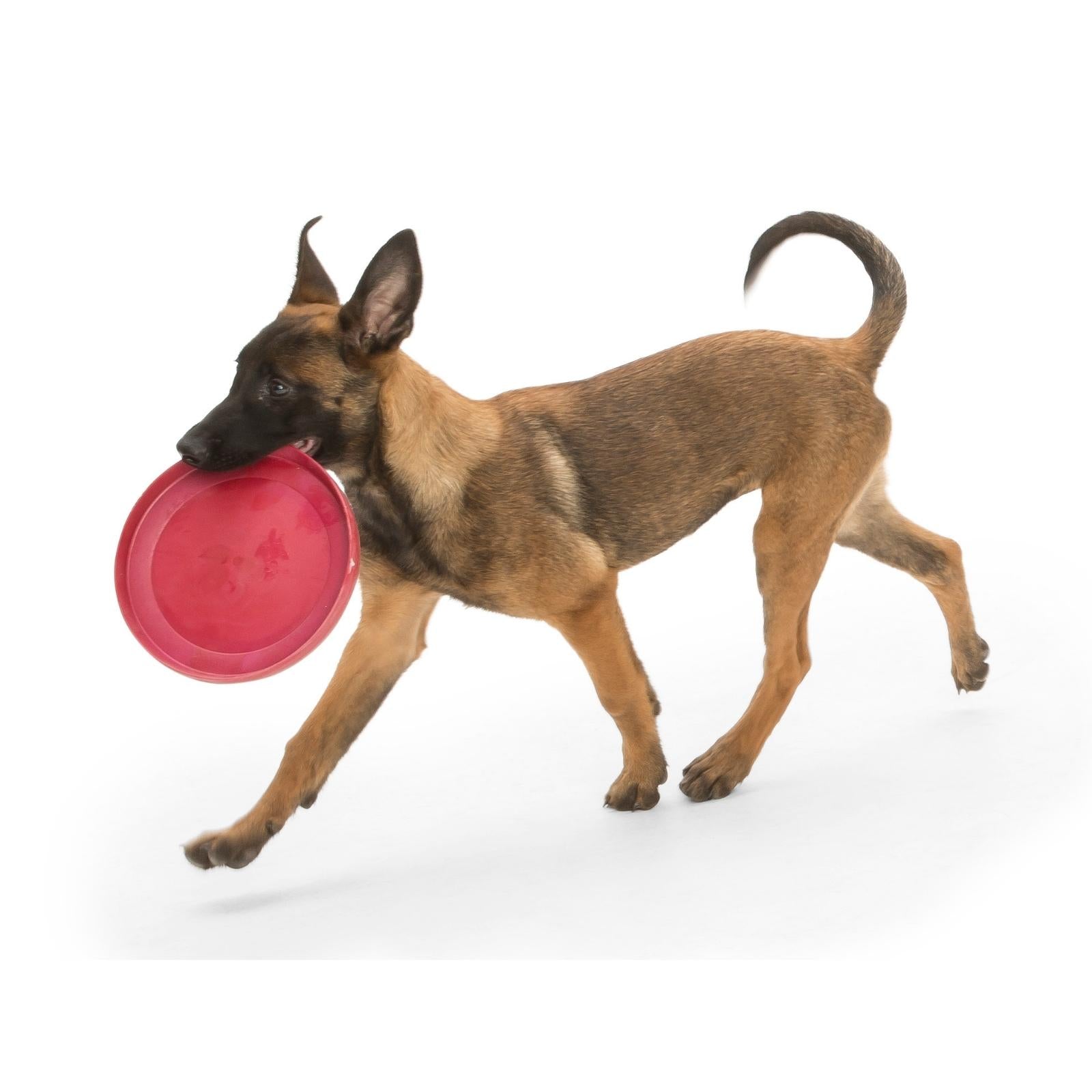 West Paw® Blue ZISC Dog Frisbee - Durable Fetch Toy for Outdoor Play, Beach, Park & Backyard Fun