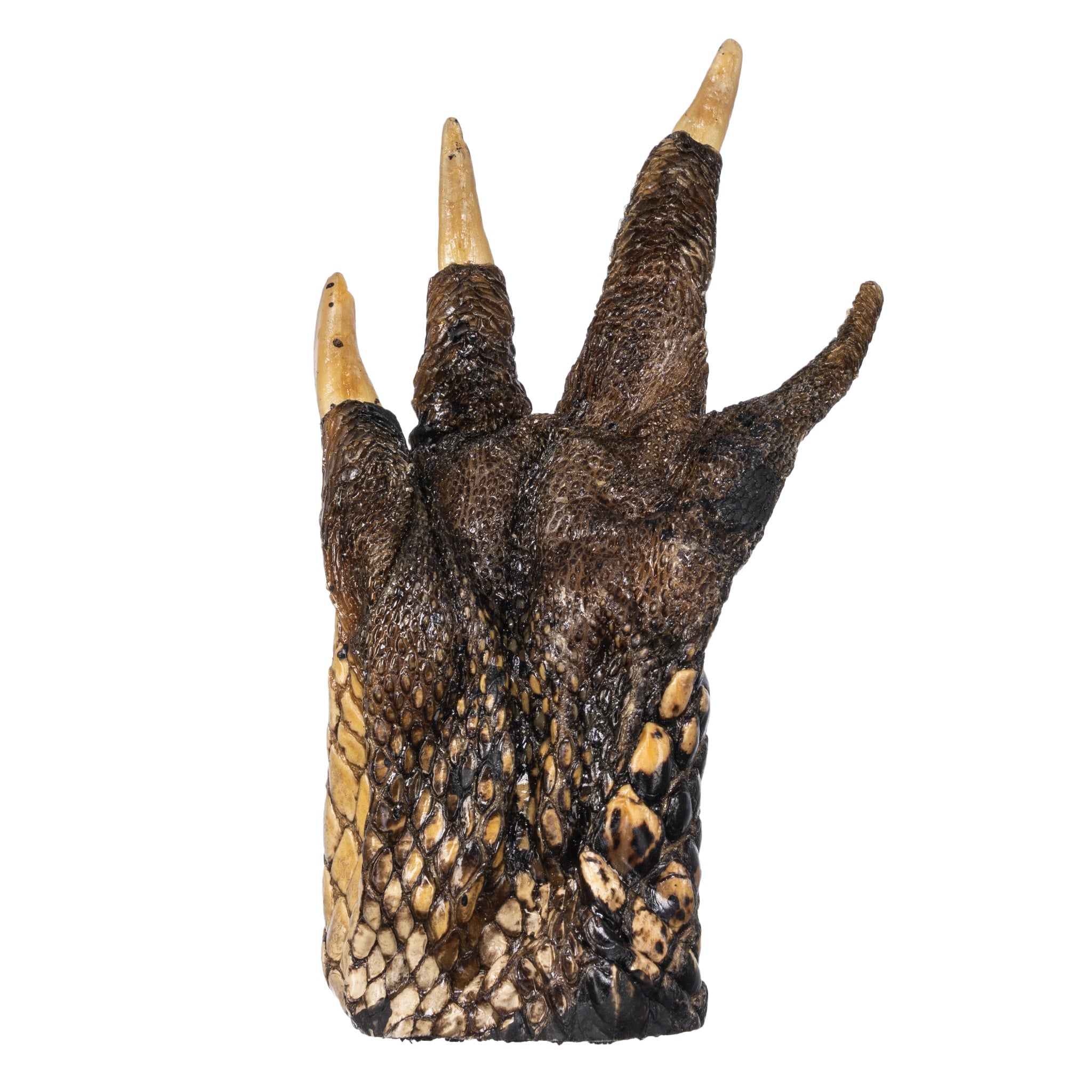 Freeze Dried Alligator Foot - Exotic Snack, Unique Gift & Novelty Item for Parties, Halloween, and Home Decor