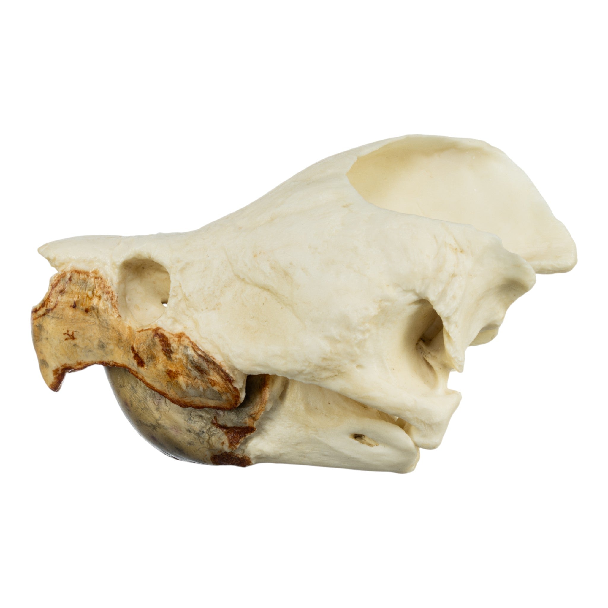 Authentic Replica Alligator Snapping Turtle Skull - Lifelike Educational Specimen for Science Classrooms, Nature Collections & Home Decor