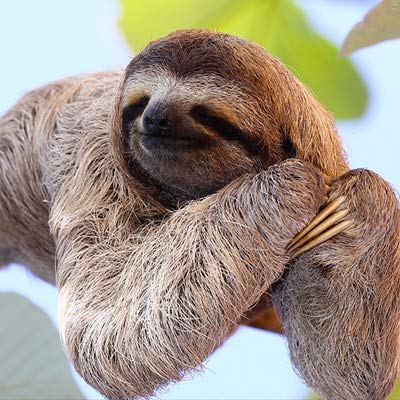 Chilling Sloth