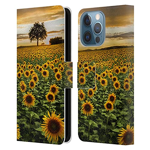 Big Sunflower Field