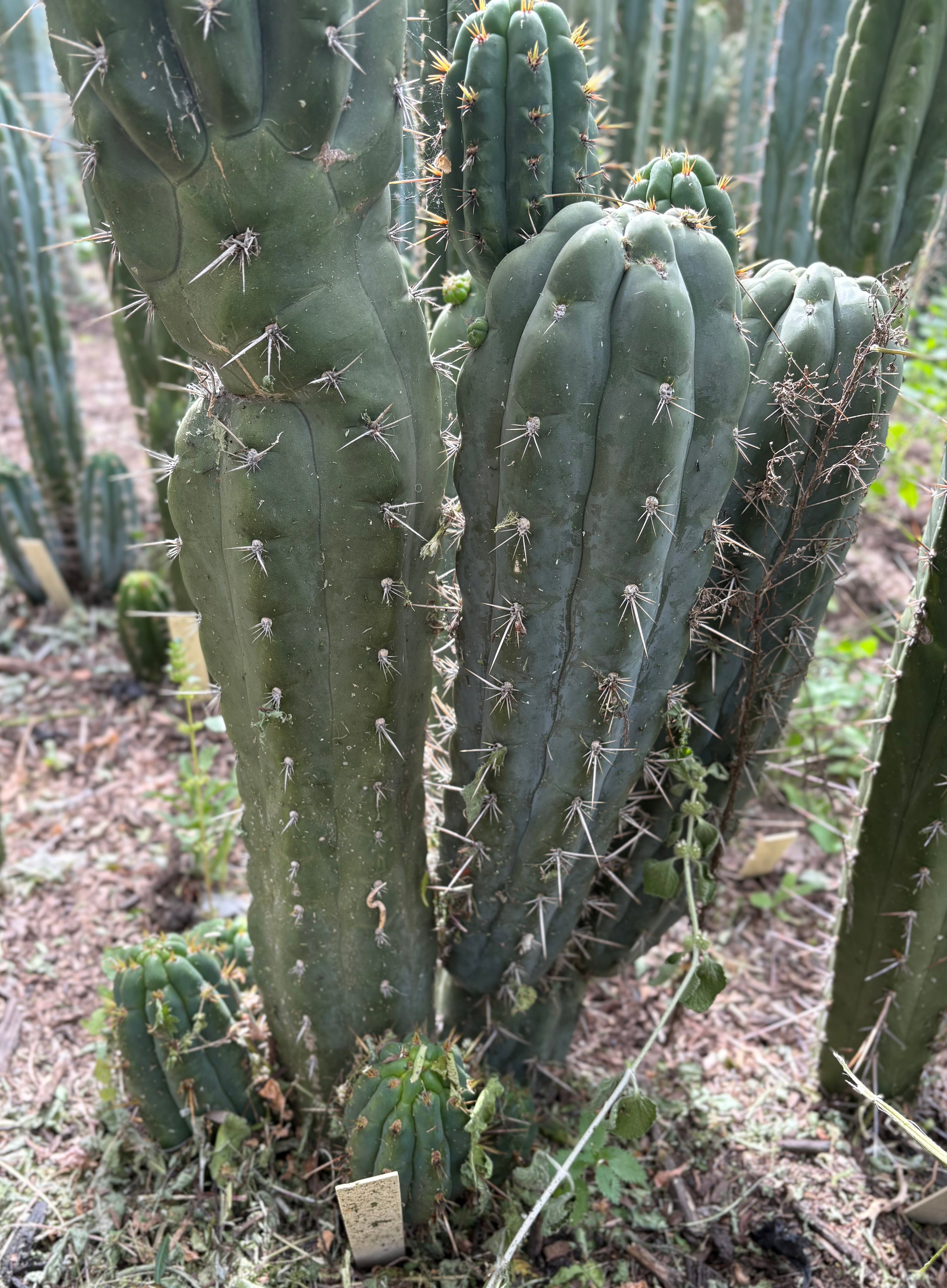 EC318 Trichocereus TSS AFF Knuthianus Cactus Cutting - 8 Inch Rare Succulent Plant for Desert Gardens & Home Decor