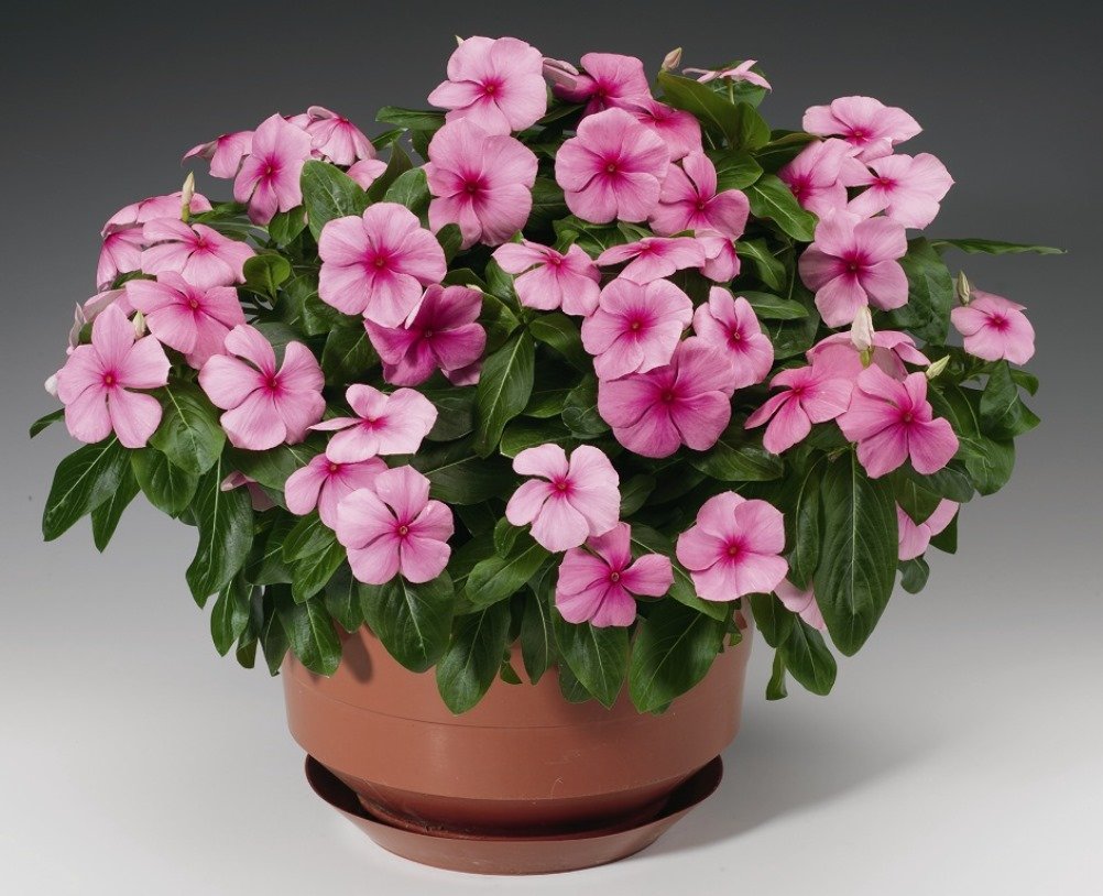 Periwinkle Madagascar Mix Flower Seeds - Pack of 20-40 Seeds for Garden Planting, Landscaping & Container Gardening
