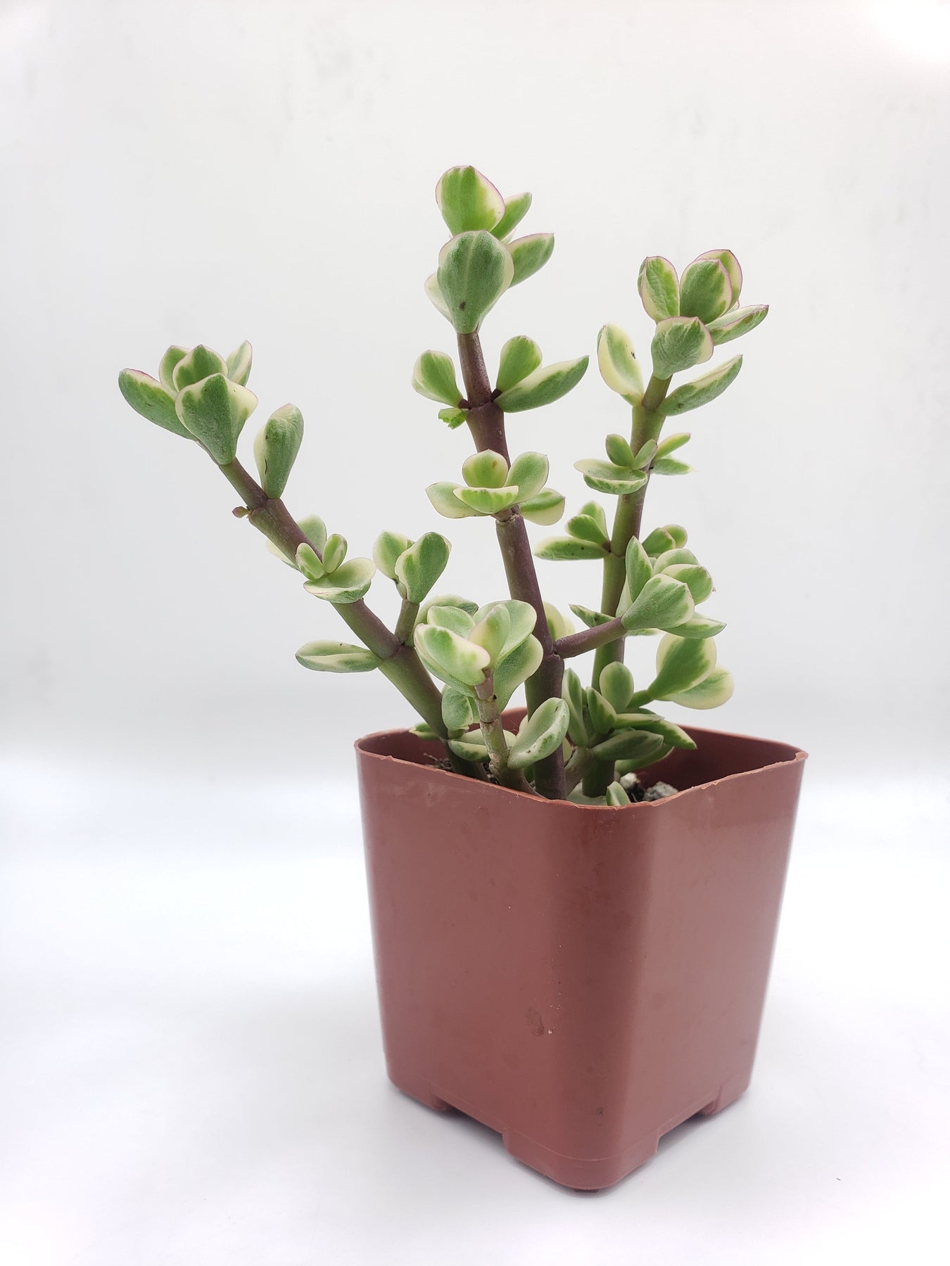 Variegated Elephant Bush (Portulacaria afra) - #7 Size - Perfect for Indoor Succulent Gardens, Bonsai, and Drought-Tolerant Landscaping