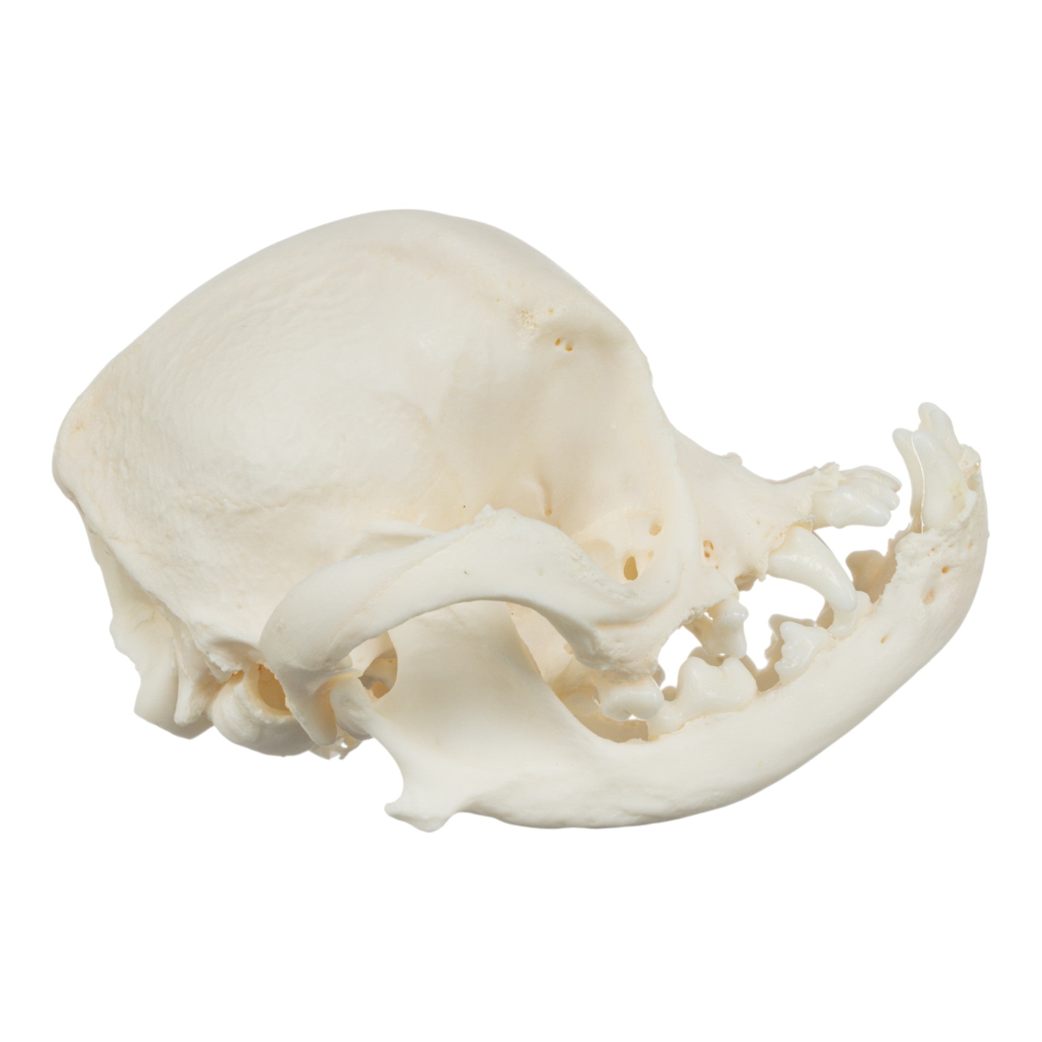 Authentic Pug Dog Skull with Periodontal Details - Realistic Canine Anatomy Specimen for Veterinary Study, Halloween Decor, and Oddity Collectors
