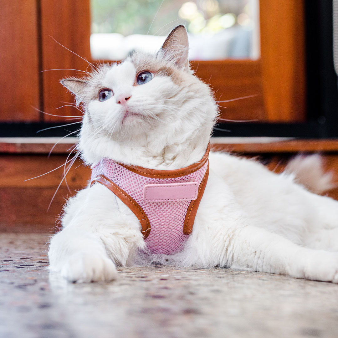 Pink Cat Harness with Tan Trim - Adjustable Soft Pet Vest for Small Cats & Kittens - Perfect for Walking, Training & Outdoor Adventures